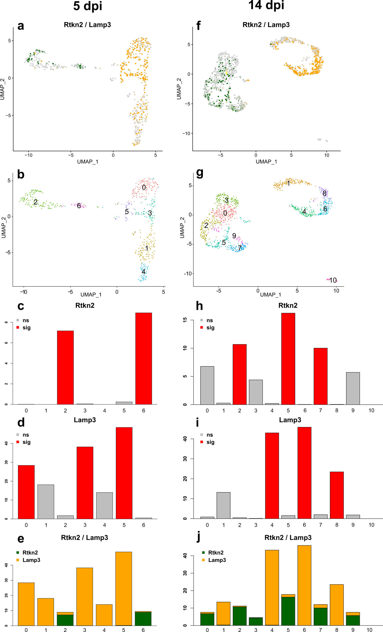 Fig. 6: Single-cell RNASeq analysis of alveolar cells in SARS-CoV-2 infected hamsters.