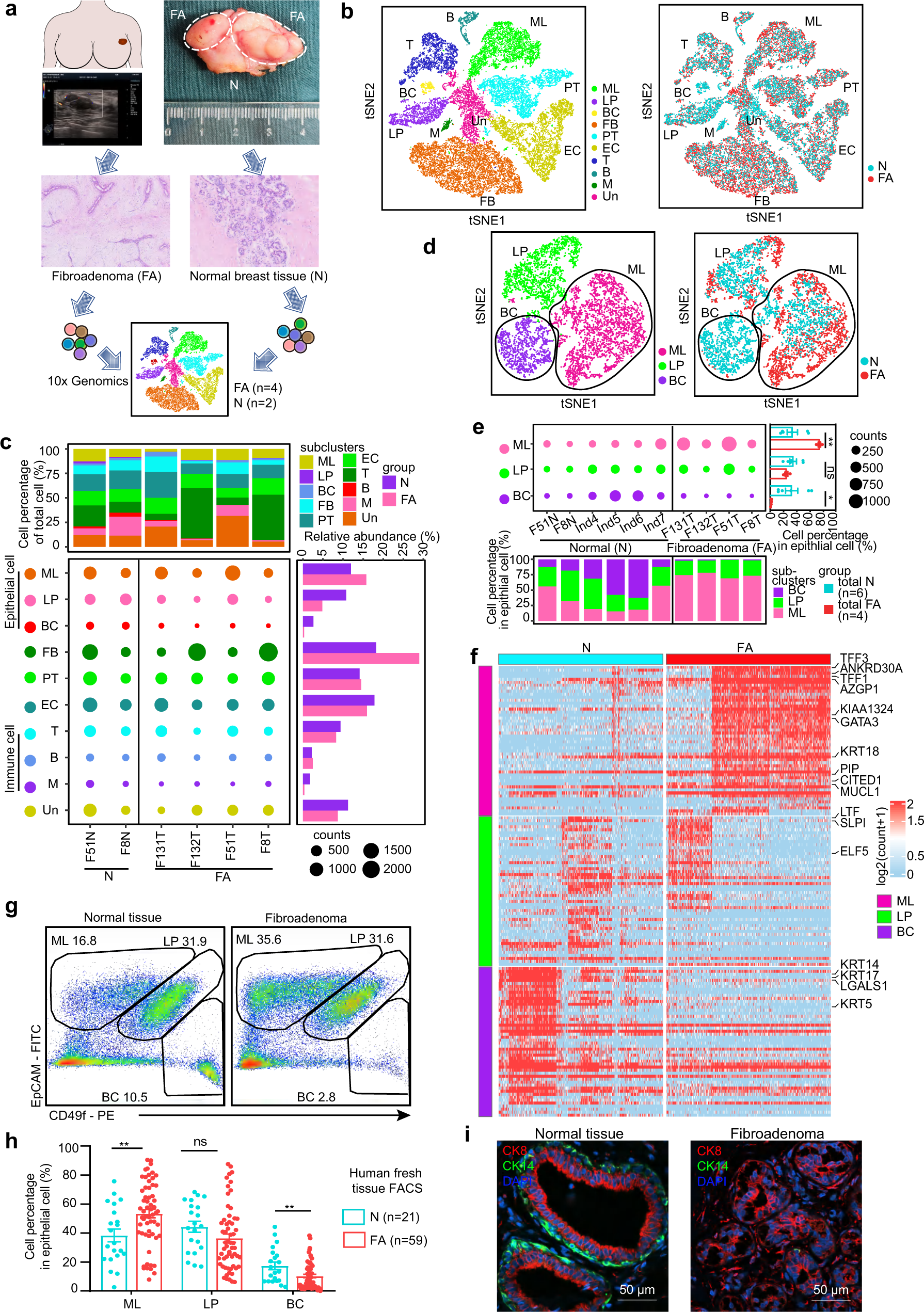 Fig. 1: Single-cell transcriptome atlas of human breast fibroadenomas and adjacent normal tissues.