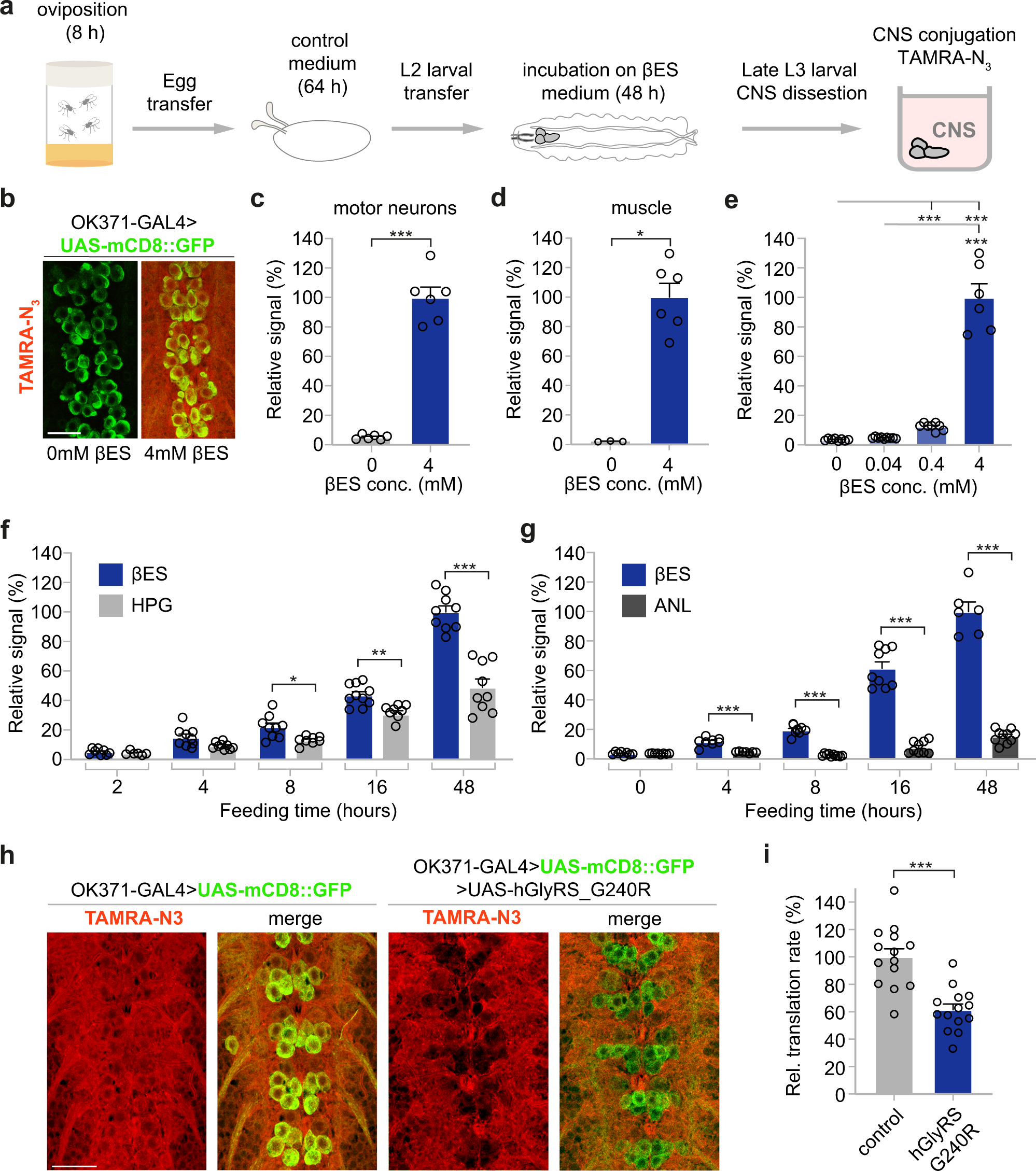 Fig. 5: THRONCAT allows in vivo analysis of protein synthesis in Drosophila melanogaster.