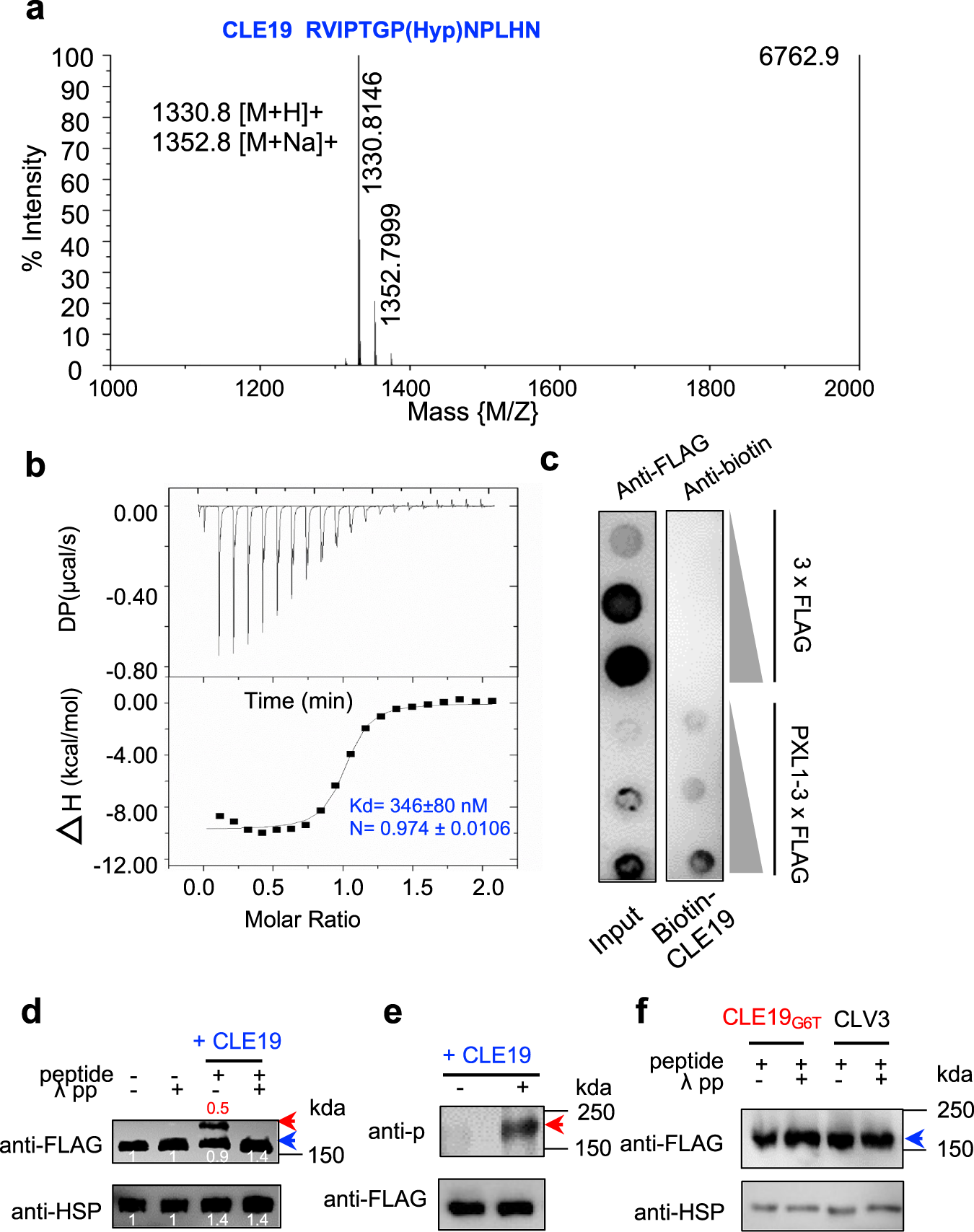Fig. 1: CLE19 interacts directly with PXL1 and induces PXL1 phosphorylation.