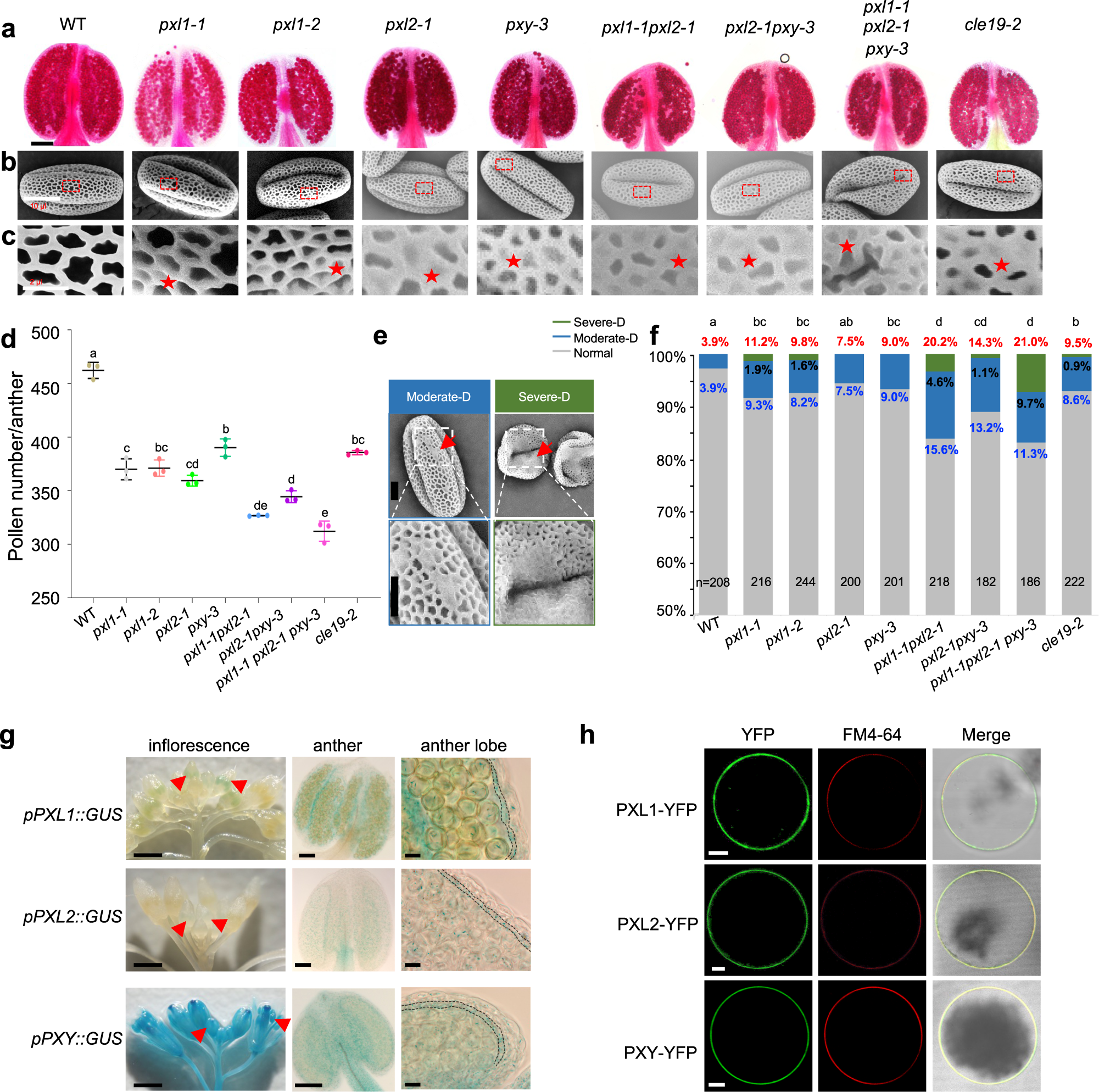 Fig. 2: PXL1, PXL2 and PXY together are required for pollen development.