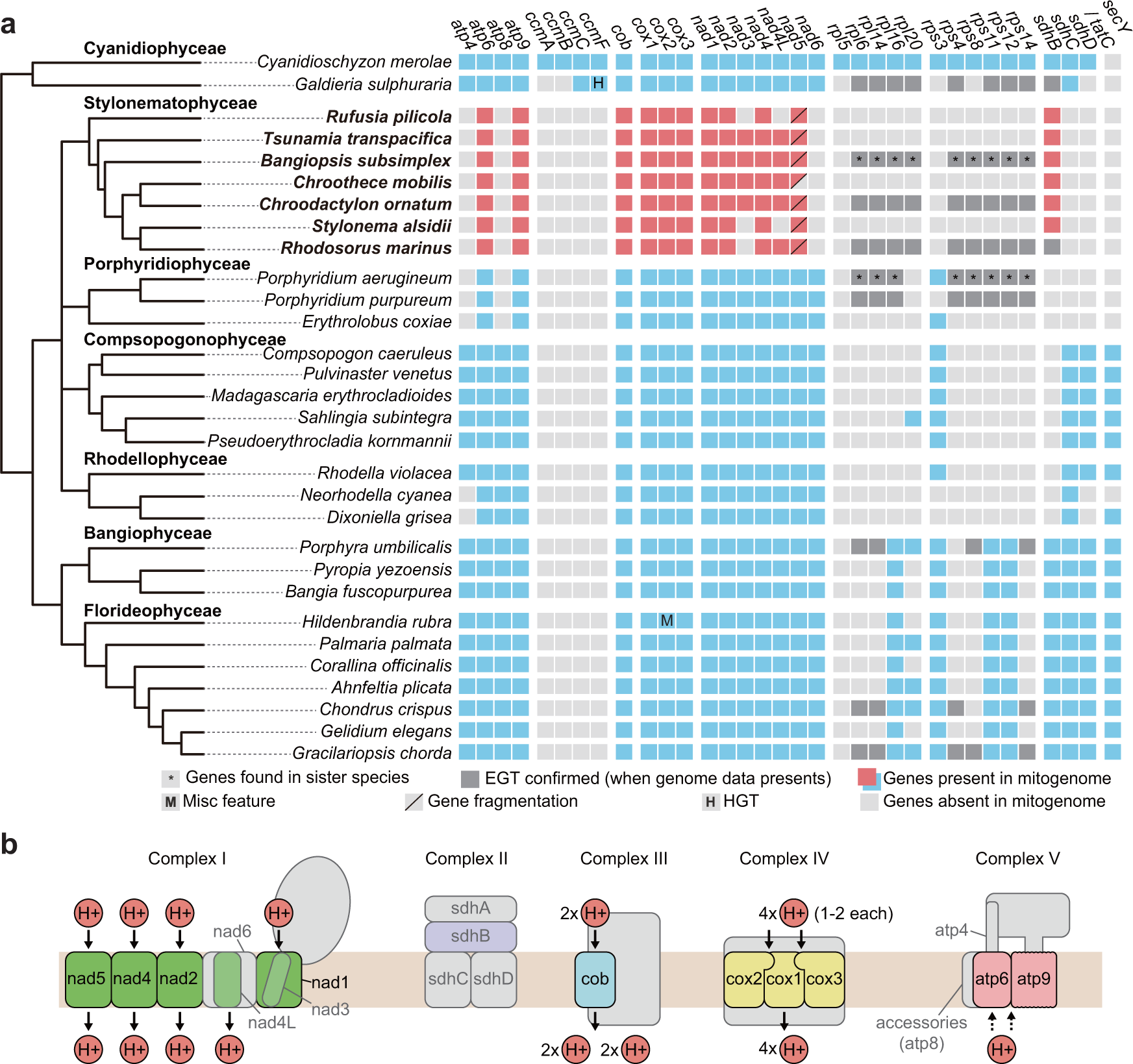 Fig. 5: Mitochondrial gene content in 30 red algal species.