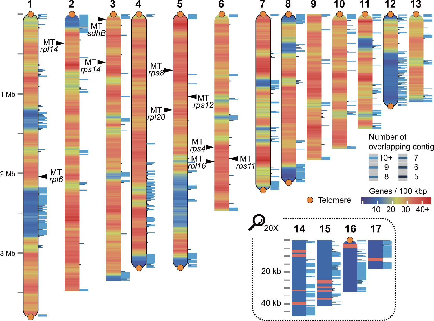 Fig. 6: Visualization of the pseudo-chromosomal assembly of R. marinus genome.