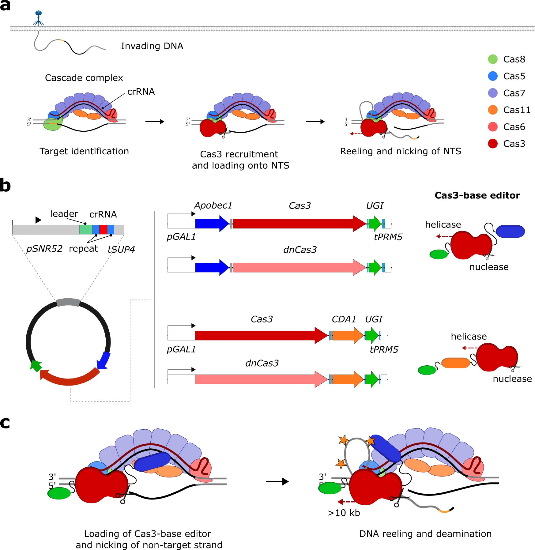 A Cas3-base editing tool for targetable in vivo mutagenesis