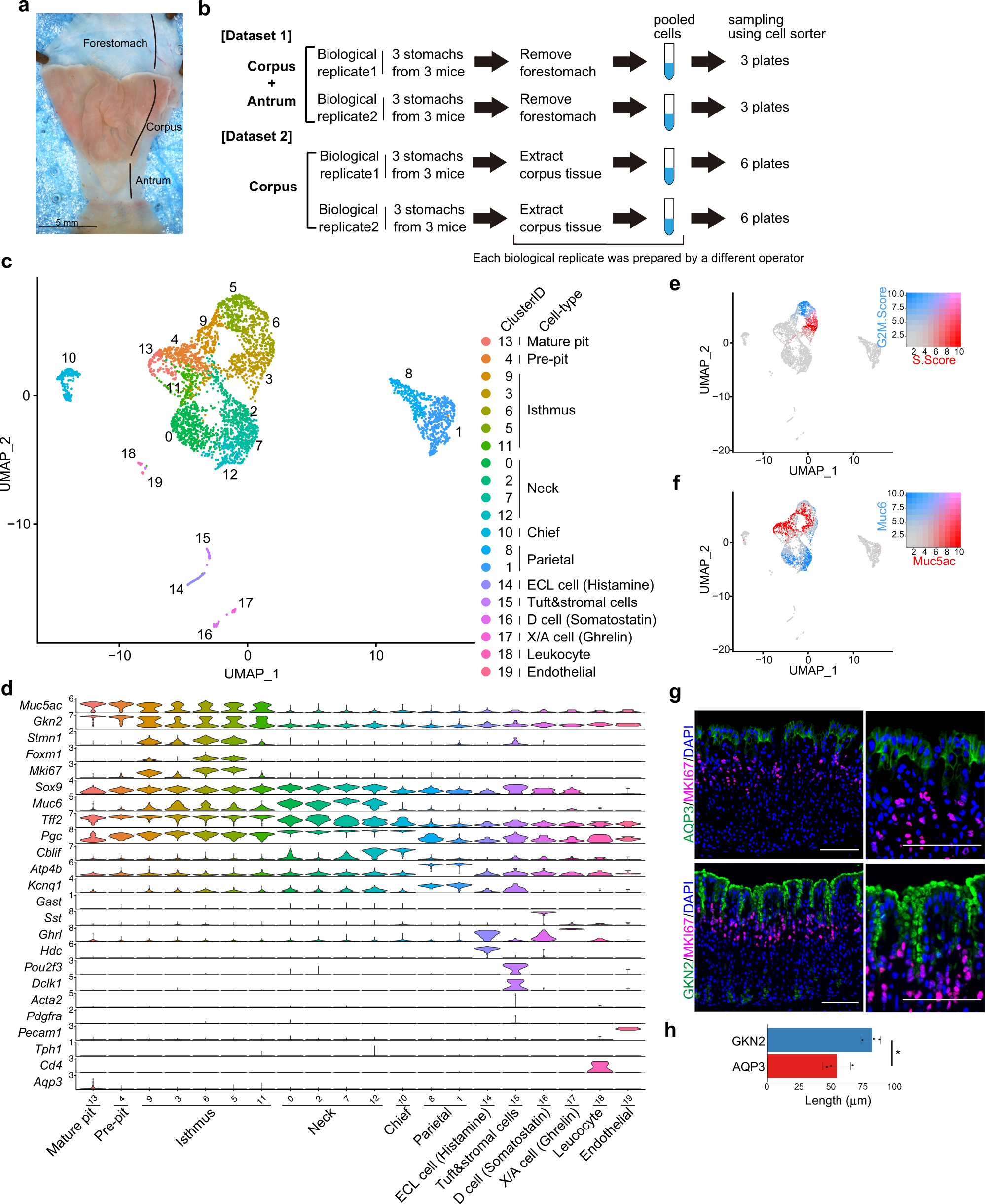Single-cell transcriptomics uncovers EGFR signaling-mediated gastric  progenitor cell differentiation in stomach homeostasis | Nature  Communications