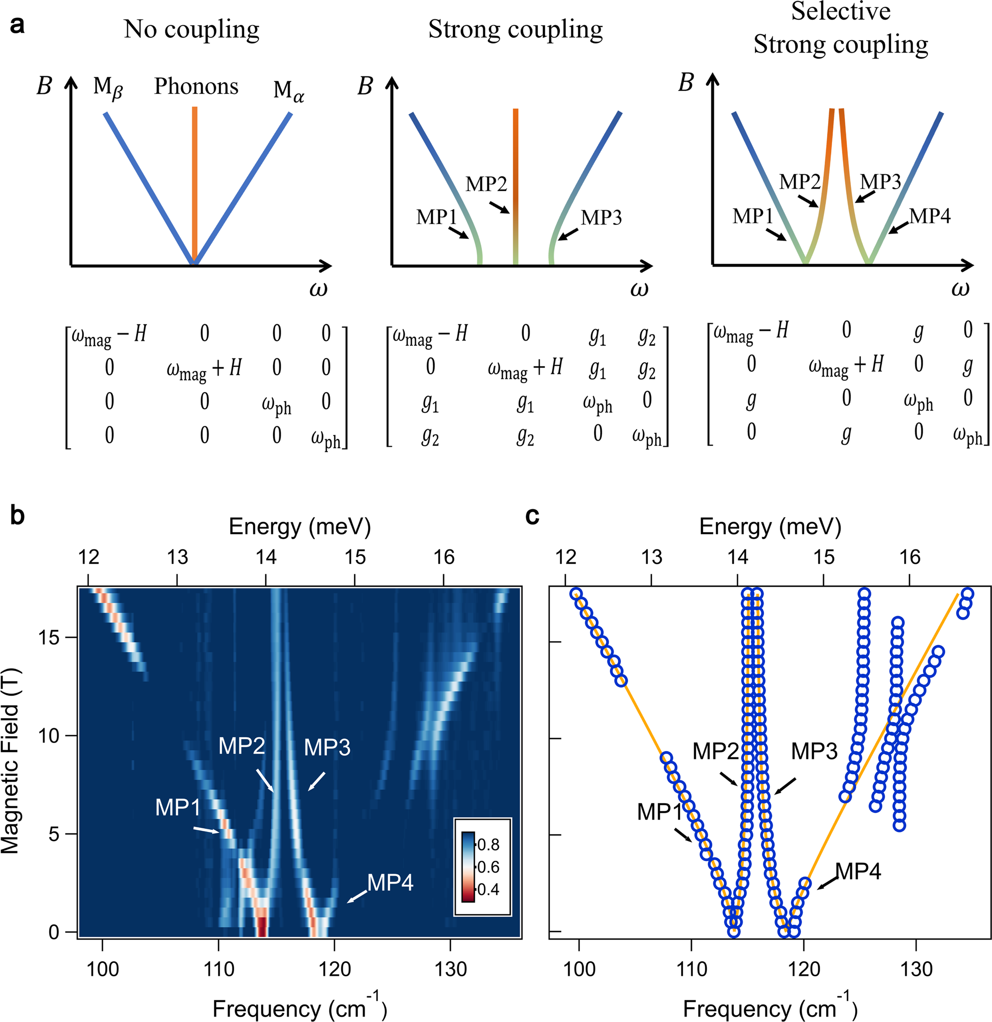Fig. 2: Selective strong coupling of magnons and phonons in FePSe3.