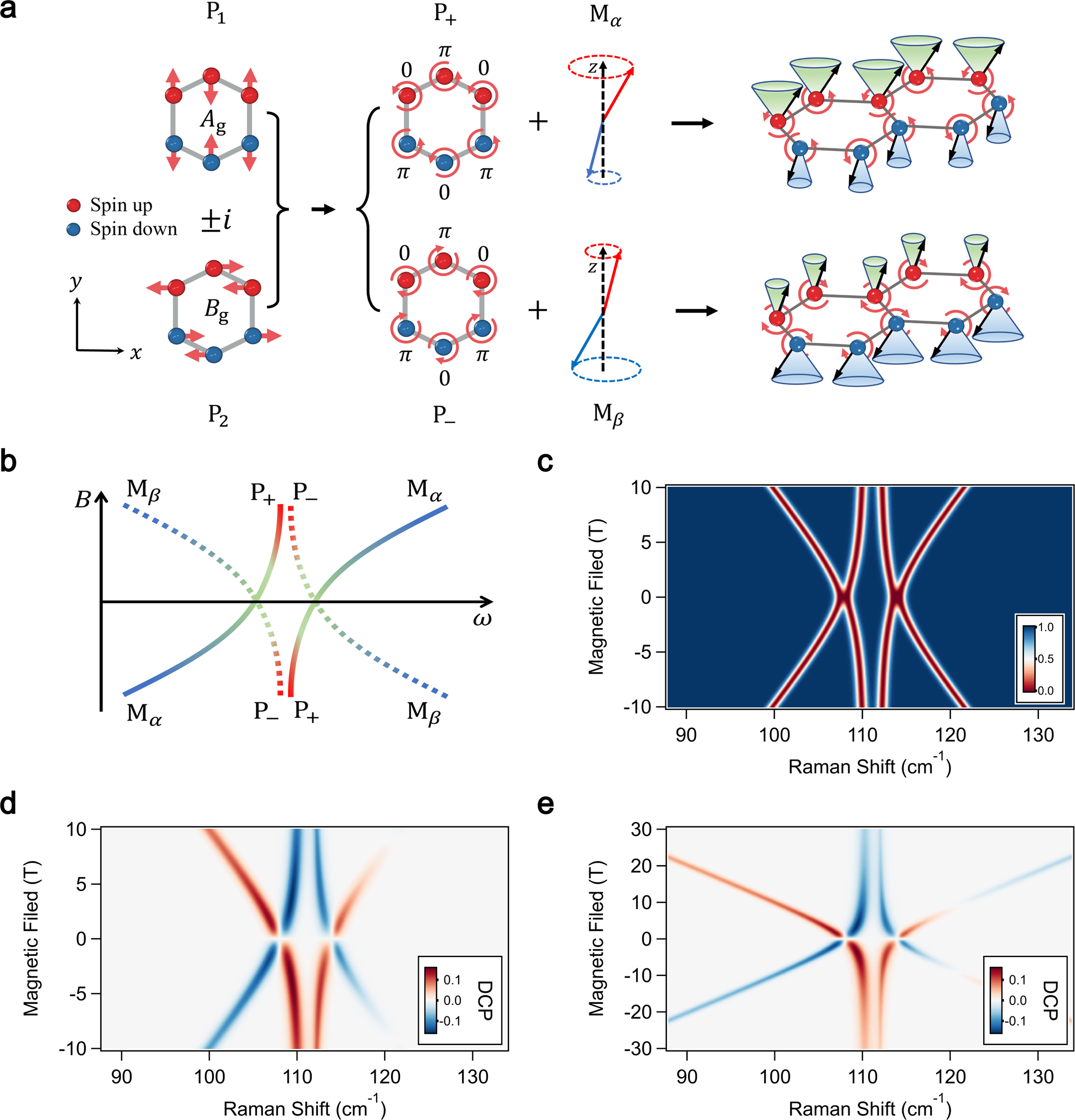 Fig. 5: First principle calculations of selective hybridization between magnons and chiral phonons in FePSe3.
