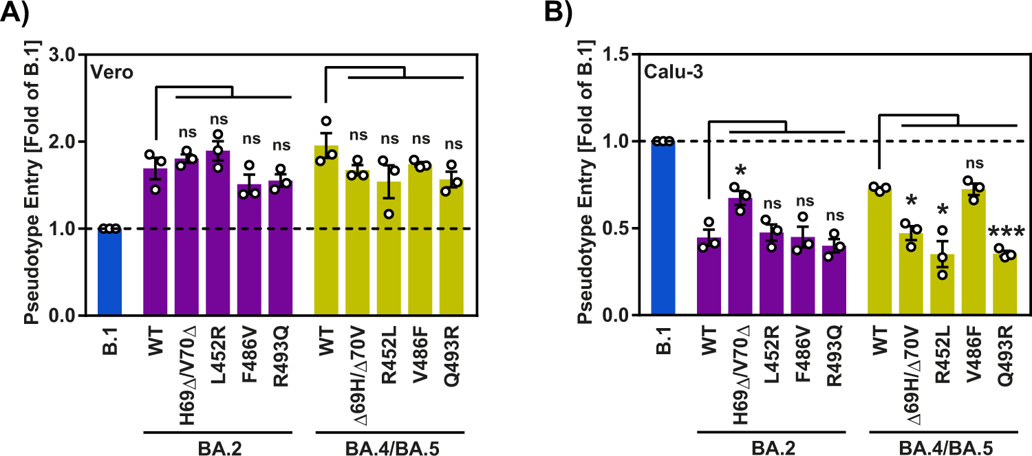 Fig. 4: Deletion of H69 and V70 is required for robust lung cell entry driven by  BA.4/BA.5 S protein.
