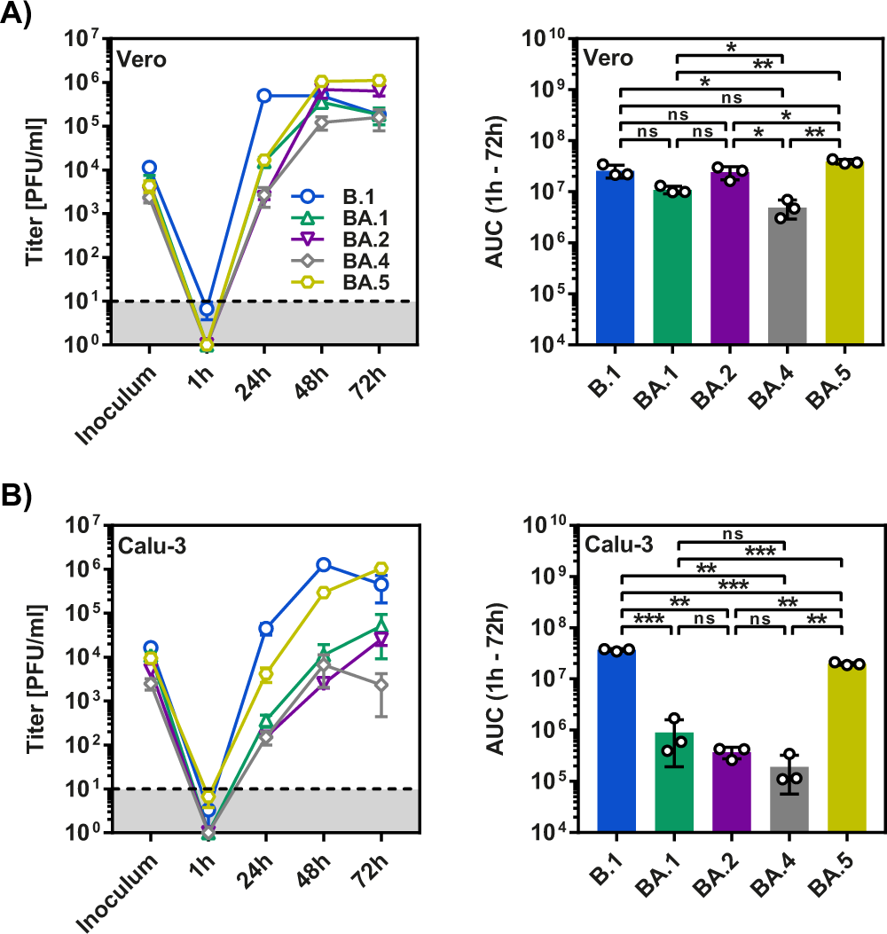 Fig. 5: Efficient replication of authentic SARS-CoV-2 BA.5 in Calu-3 lung cells.