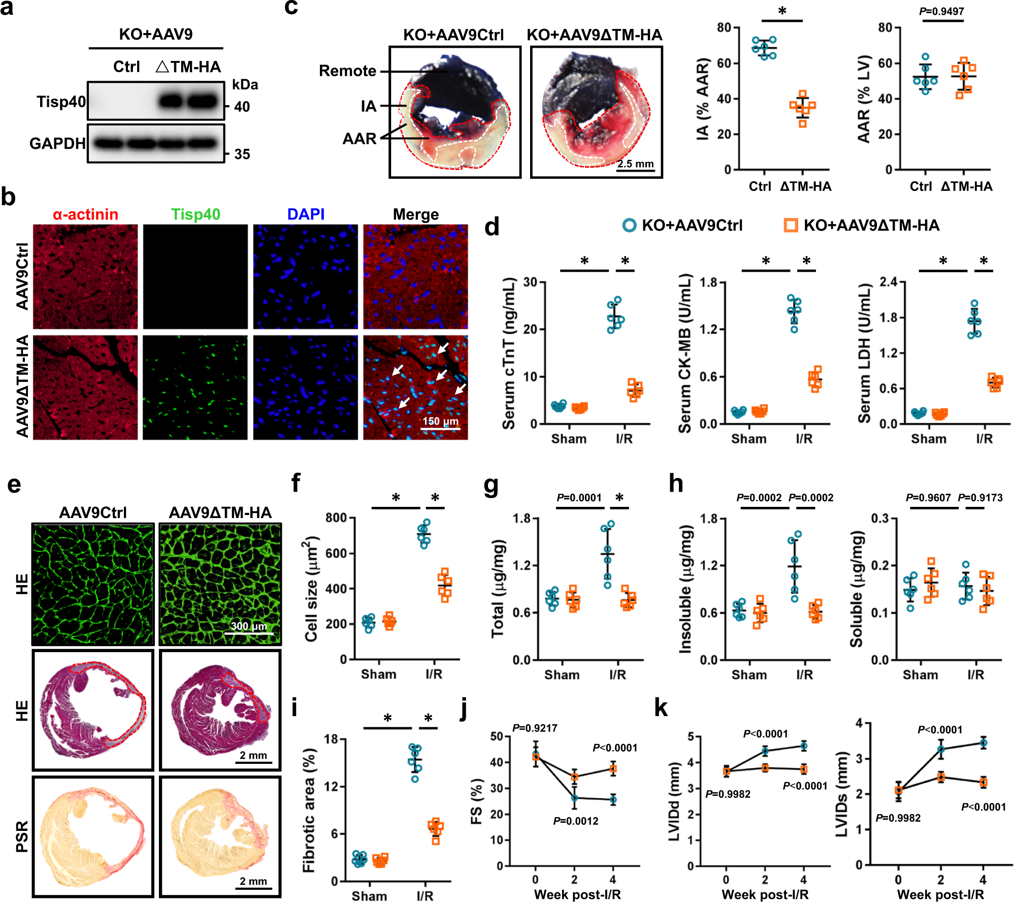 Fig. 5: Overexpression of nuclear Tisp40 is sufficient to attenuate cardiac I/R injury in vivo.