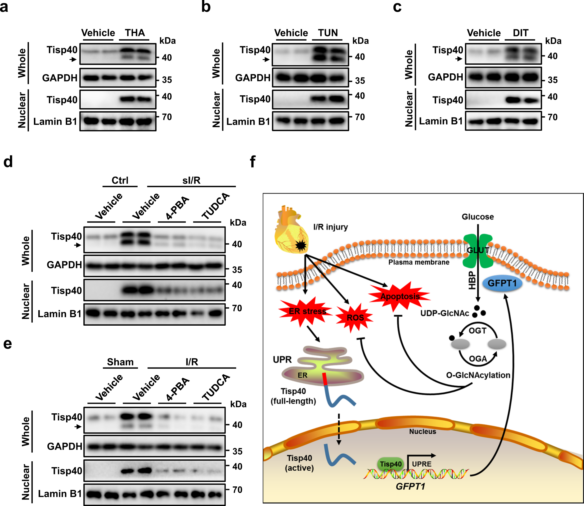 Fig. 8: Tisp40 is a cardiomyocyte-enriched UPR-associated transcription factor.