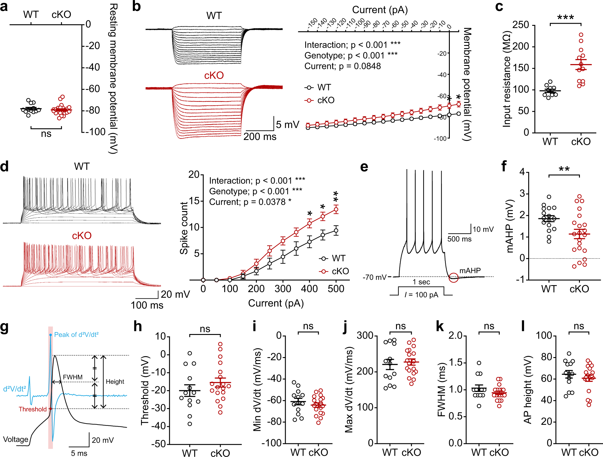 Fig. 4: Increased neuronal excitability in the Ank2-cKO cortex.