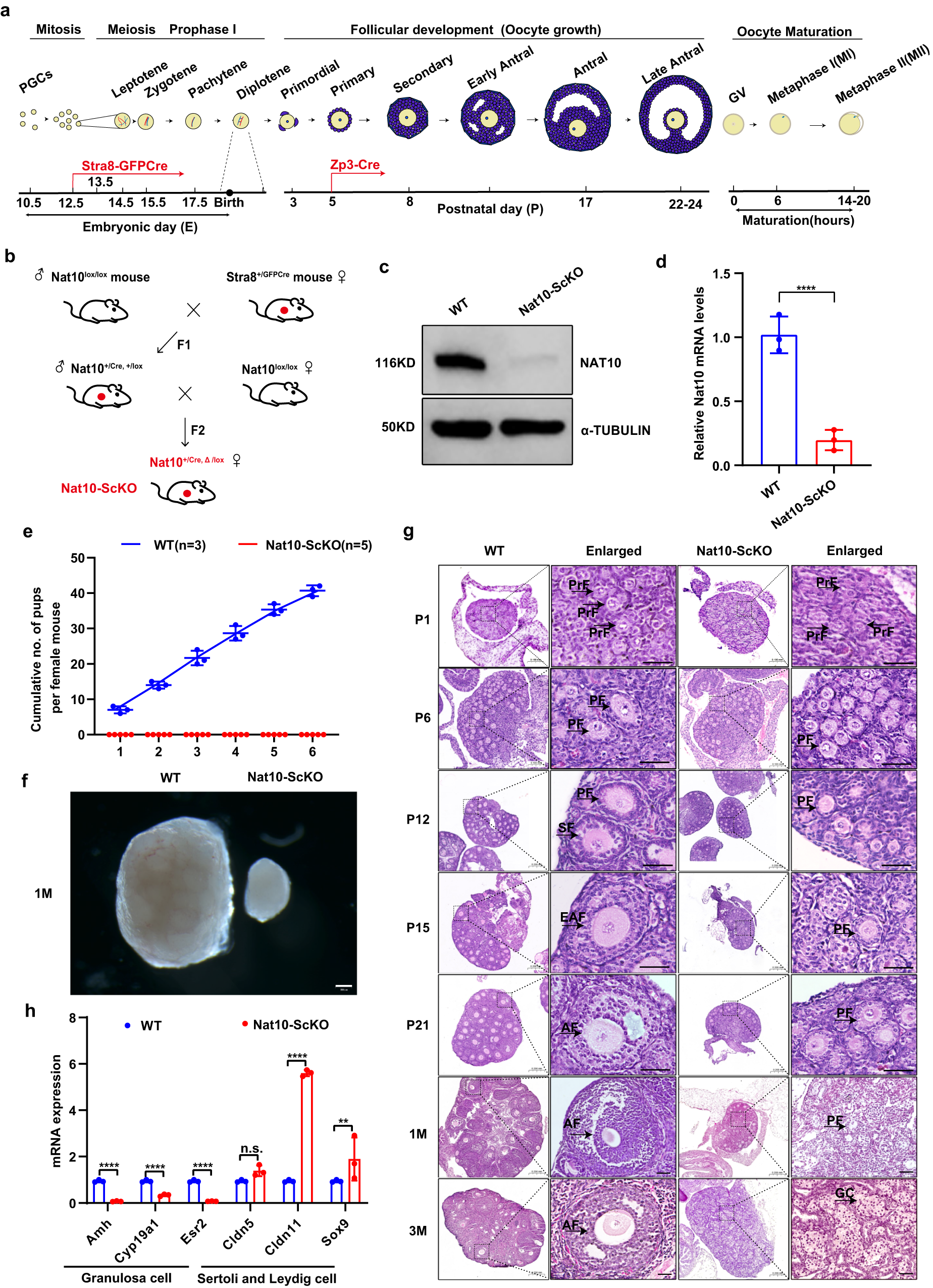 Fig. 2: Pre-meiotic deletion of Nat10 caused follicular developmental arrest and premature ovarian failure (POF).