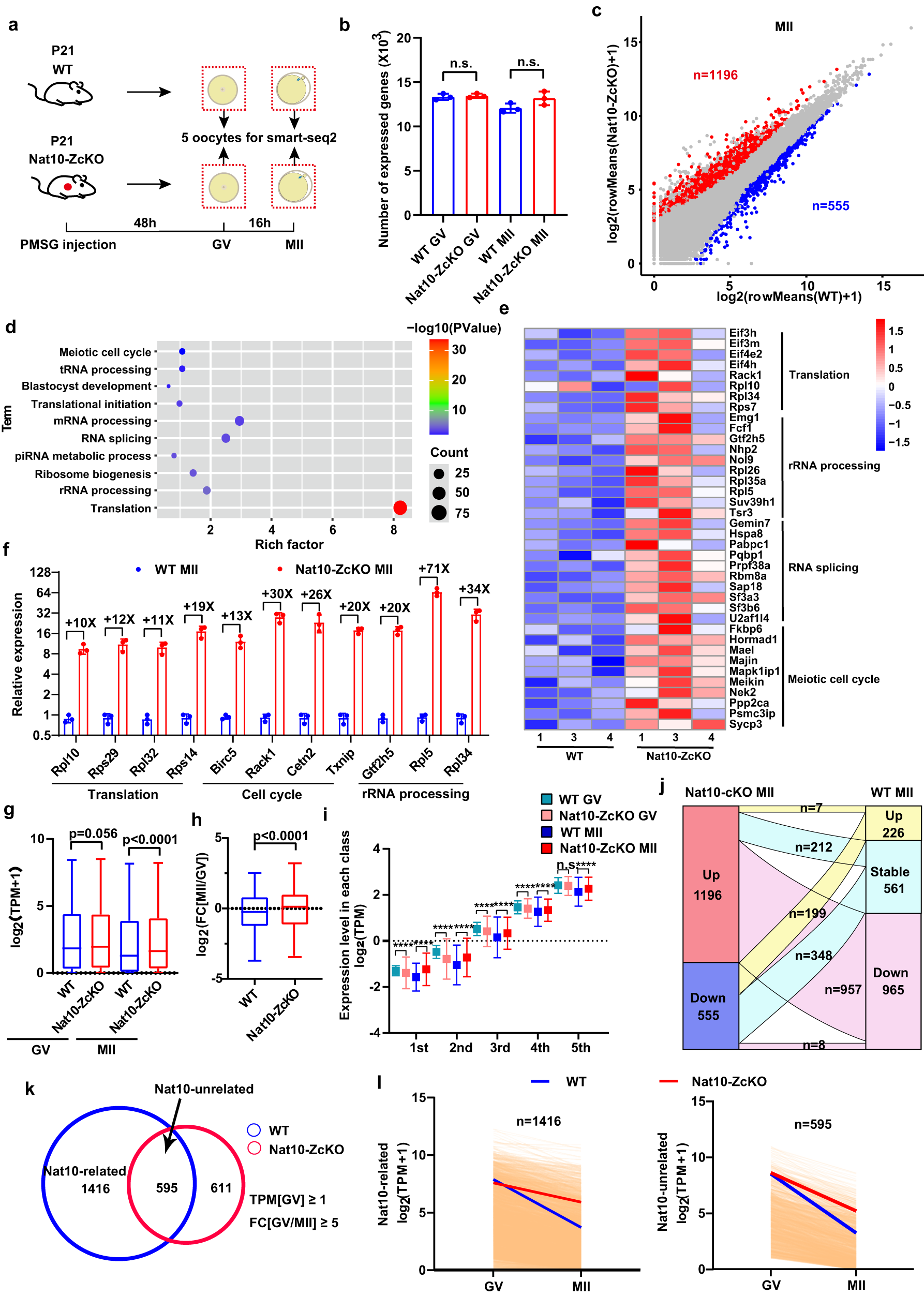 Fig. 7: Mini-bulk SMART-seq2 analyses identified the dysregulated maternal transcriptome in Nat10-ZcKO oocytes.