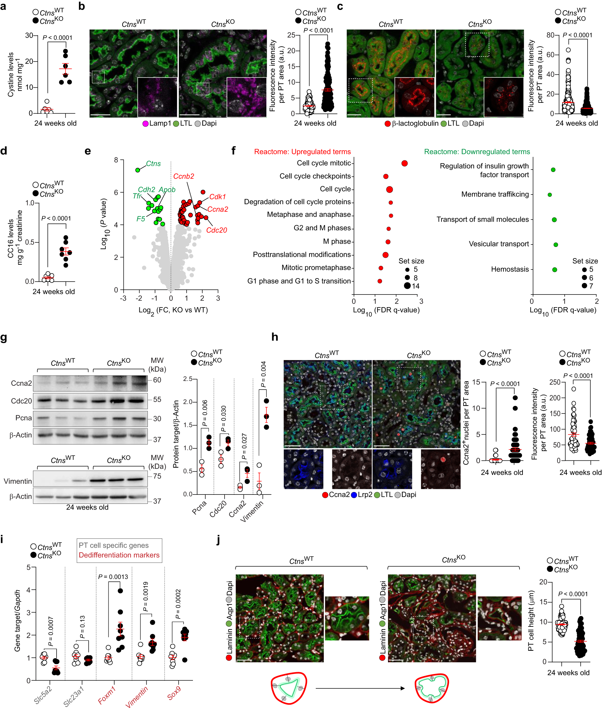 Lysosomal cystine export regulates mTORC1 signaling to guide kidney  epithelial cell fate specialization