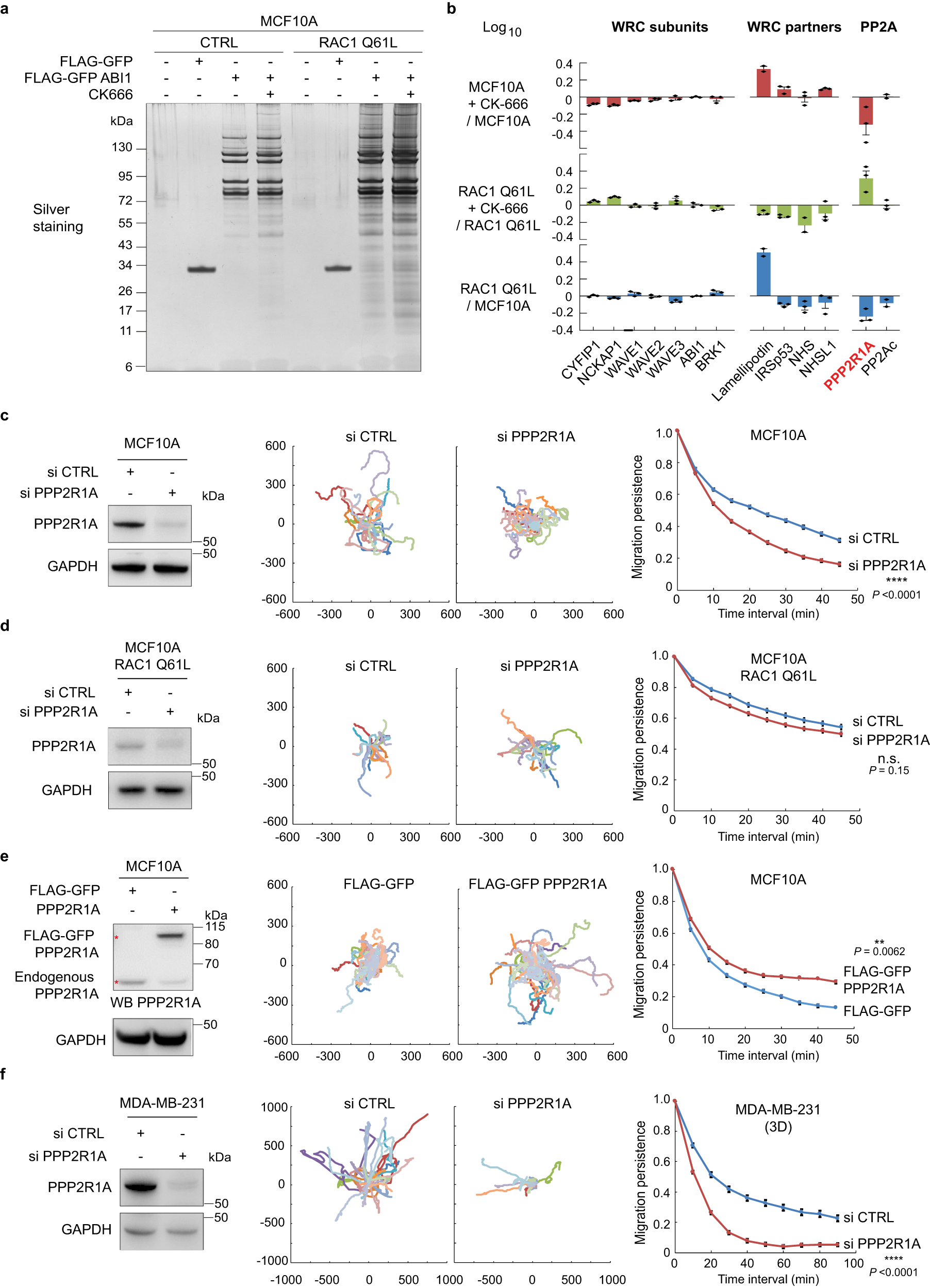 Fig. 1: Identification of PPP2R1A as an ABI1 partner that regulates migration persistence.