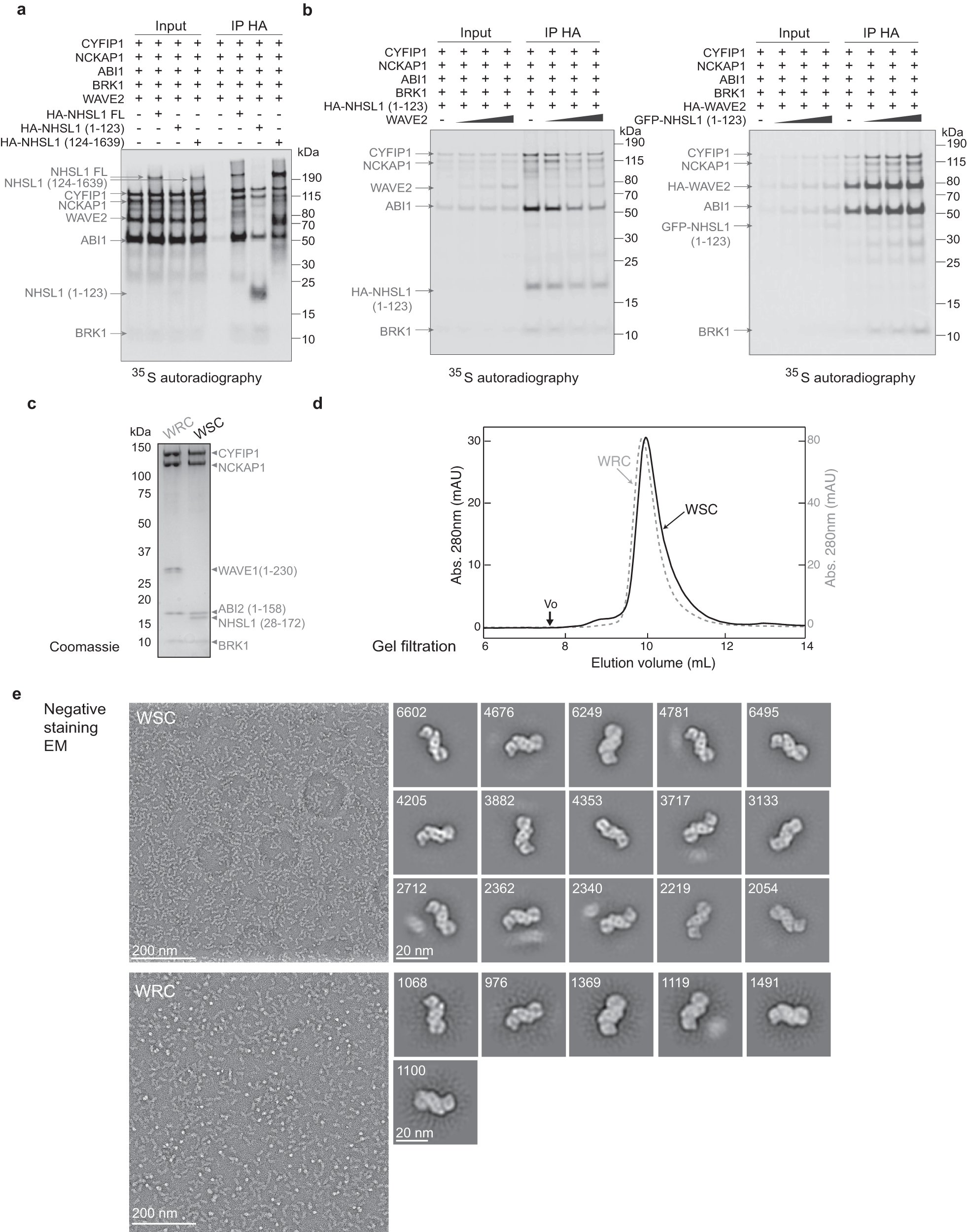 Fig. 3: Reconstitution of the WAVE Shell Complex (WSC).