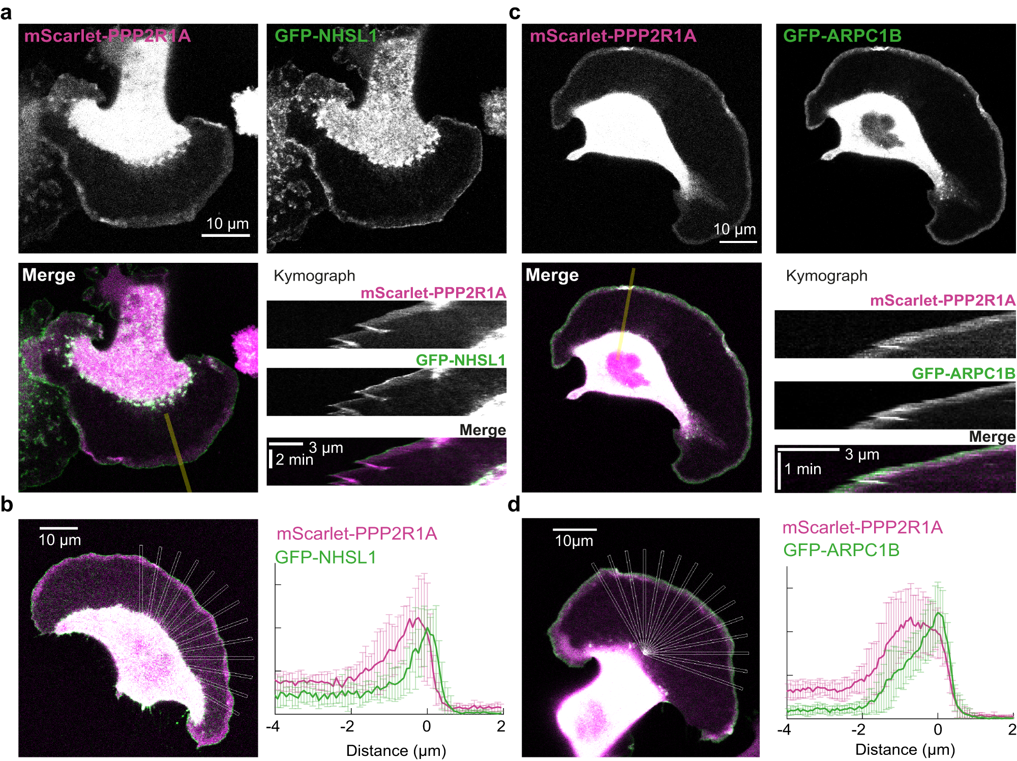 Fig. 4: PPP2R1A colocalizes with branched actin in the width of the lamellipodium and colocalizes with NHSL1 at the lamellipodium edge.
