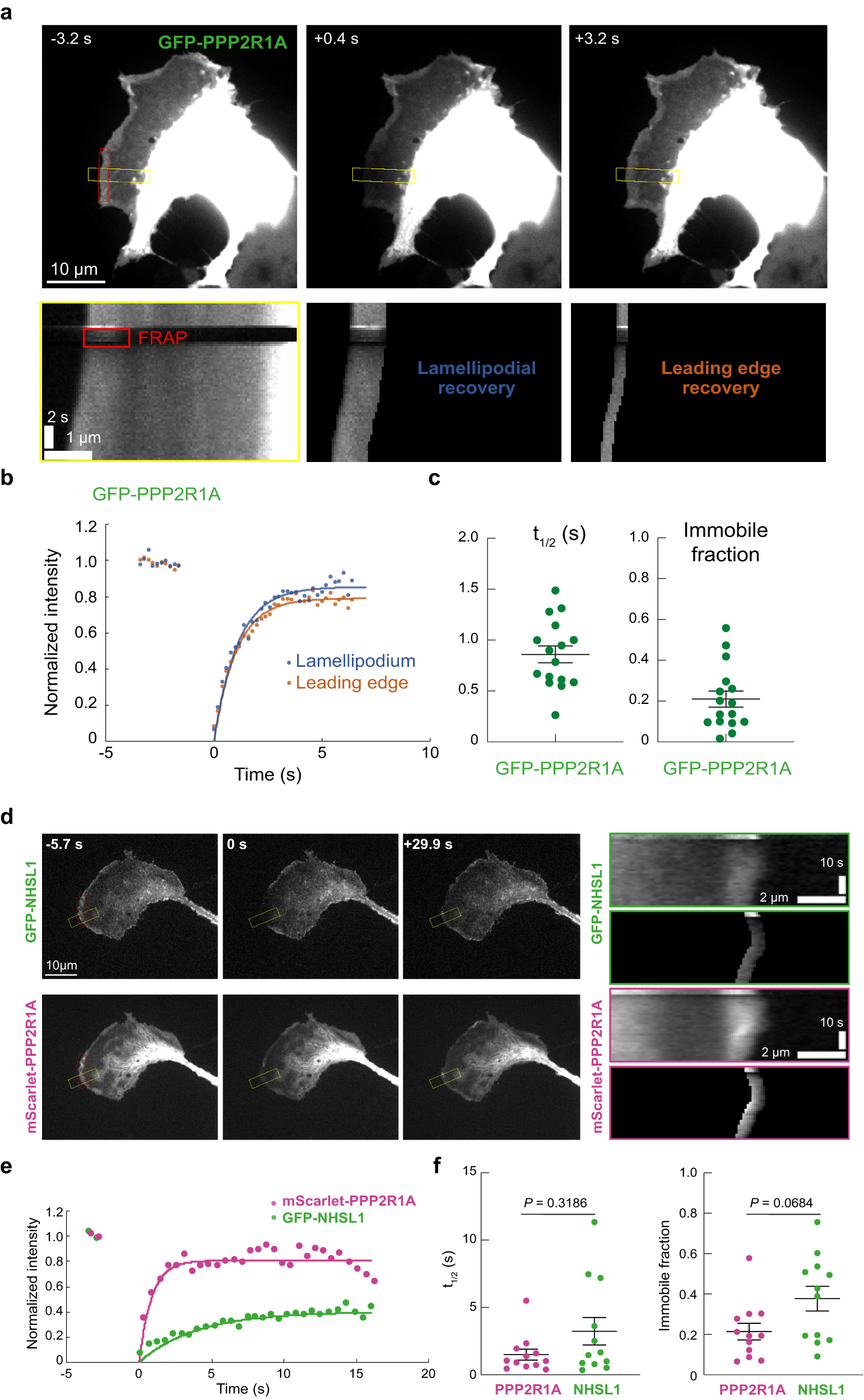 Fig. 5: FRAP of PPP2R1A and NHSL1.