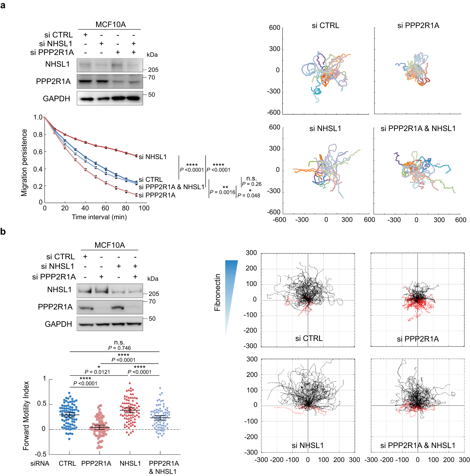 Fig. 6: PPP2R1A depends on NHSL1 to regulate cell migration.