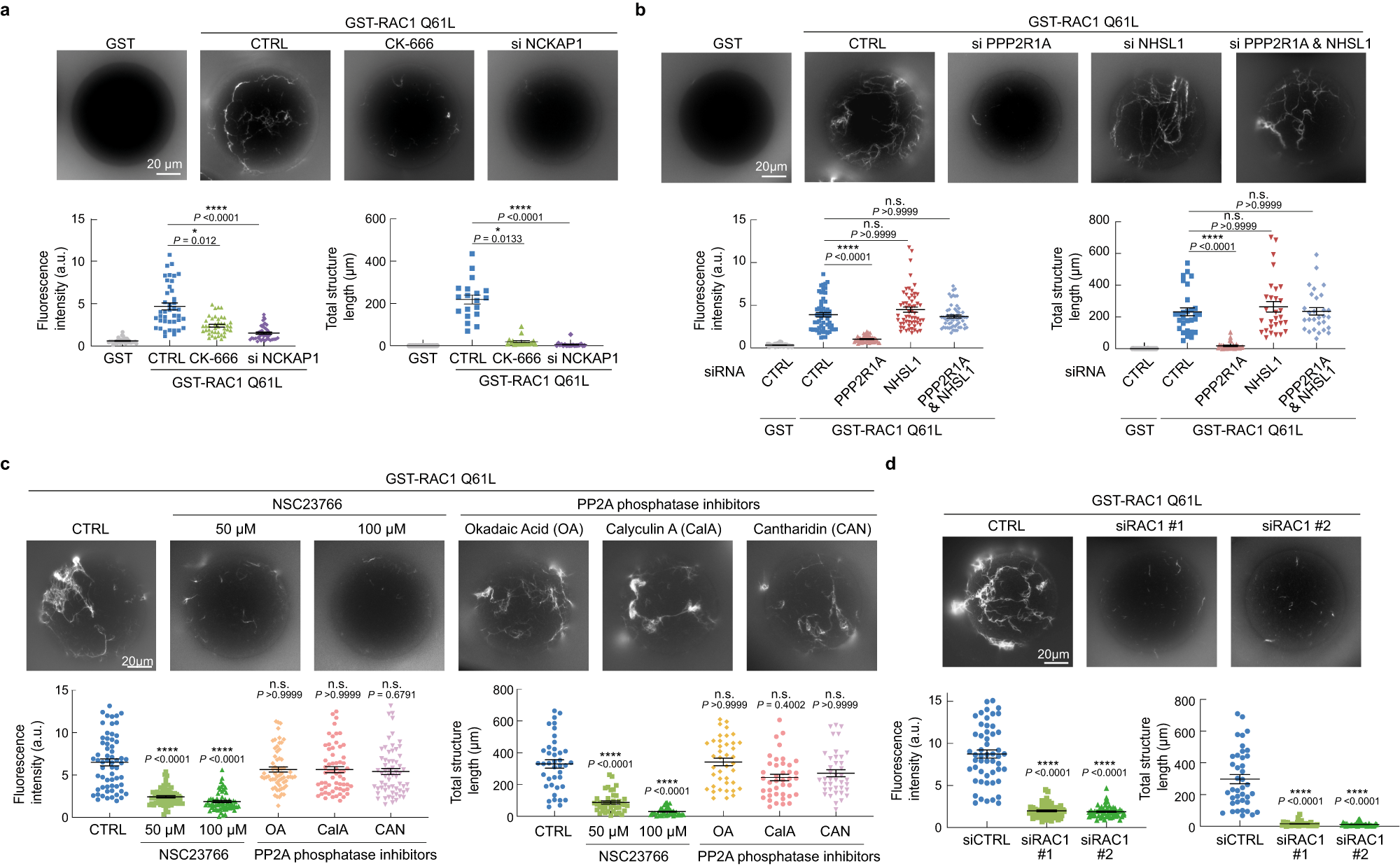 Fig. 7: WSC-dependent polymerization of branched actin in cell-free extracts.