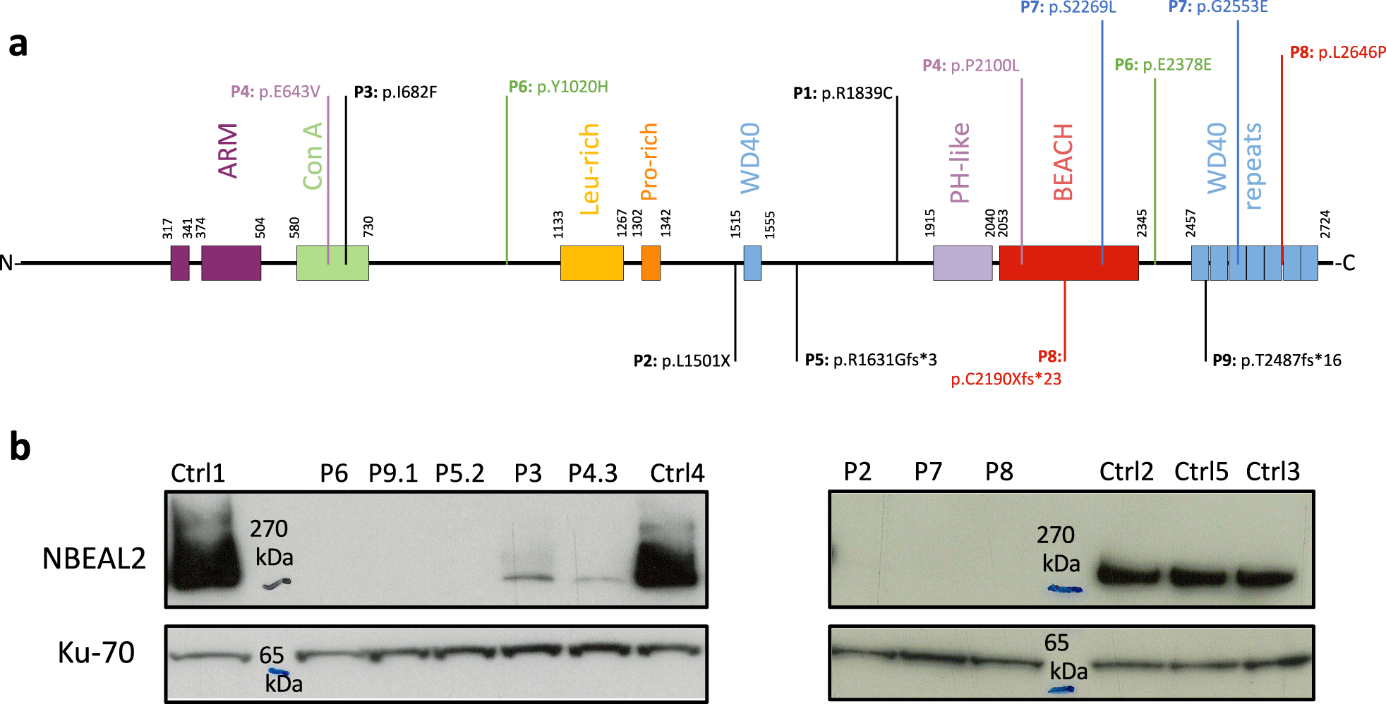 Fig. 1: Grey platelet syndrome cohort: mutations characteristics.