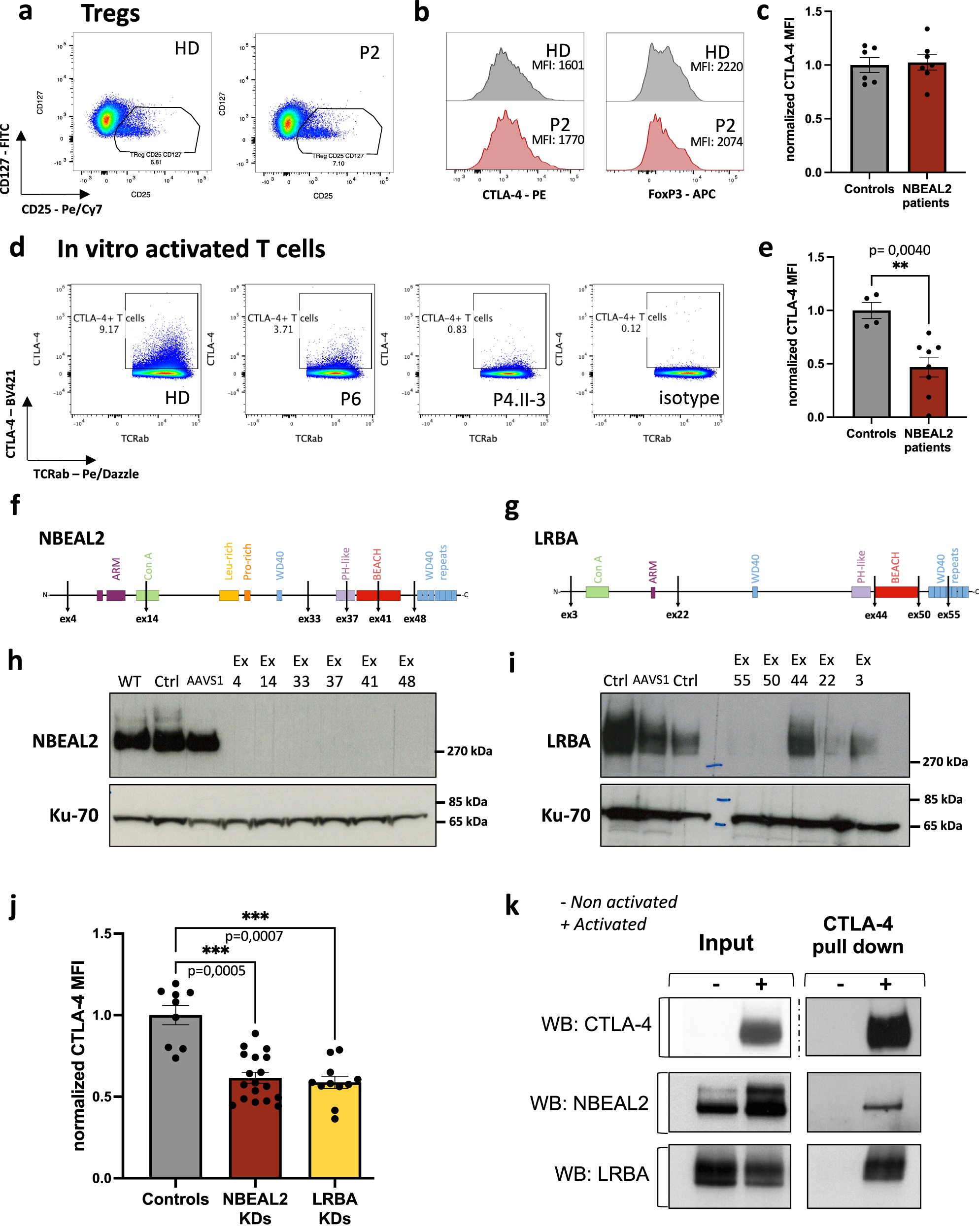 Fig. 4: NBEAL2 is involved in CTLA-4 expression after TCR activation.