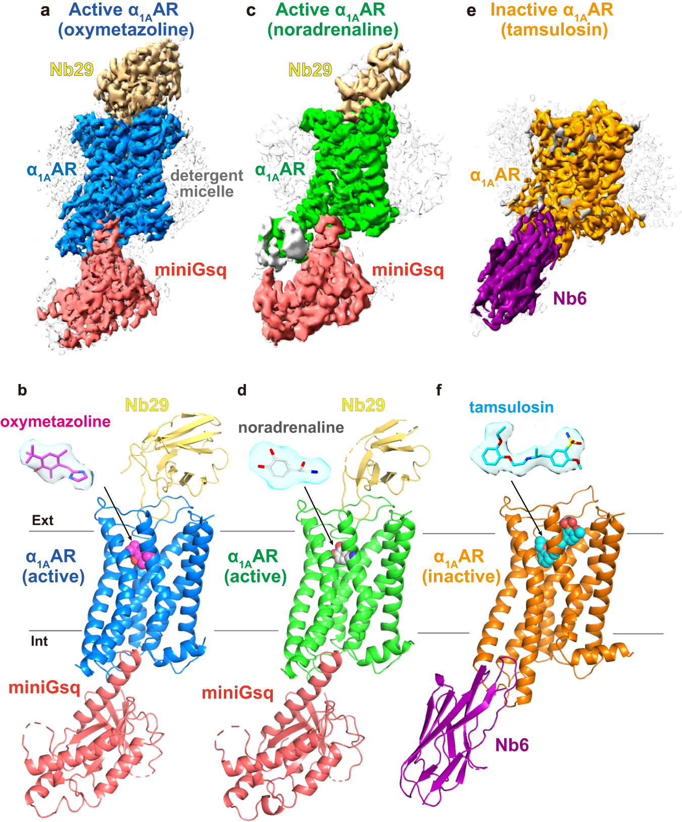 Fig. 2: Cryo-EM structures of oxymetazoline- and noradrenaline-bound Nb29–α1AAR-miniGsq and tamsulosin-bound α1AAR-Nb6 complexes.