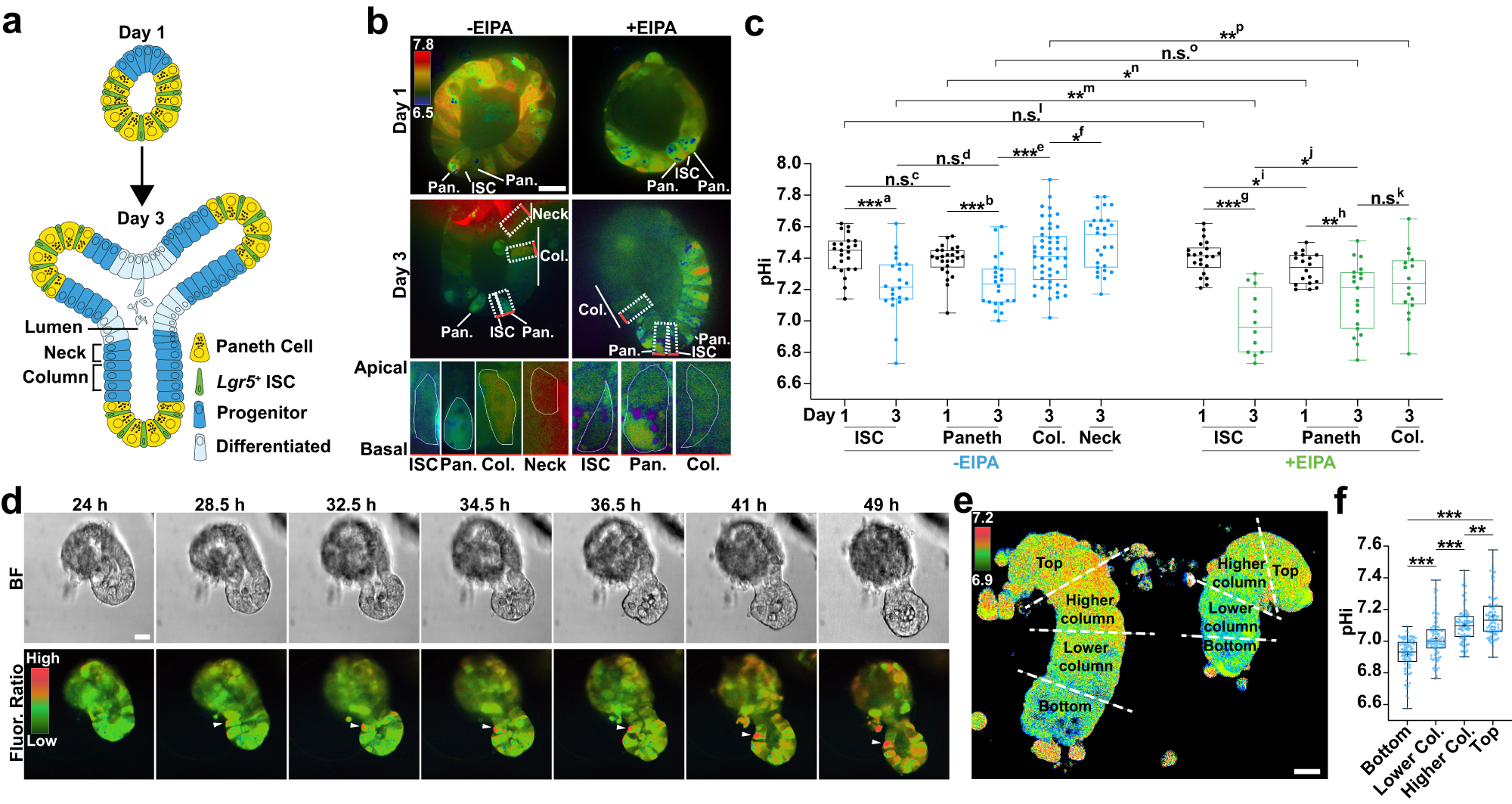 Fig. 1: A pHi gradient develops in small intestinal organoid crypts.