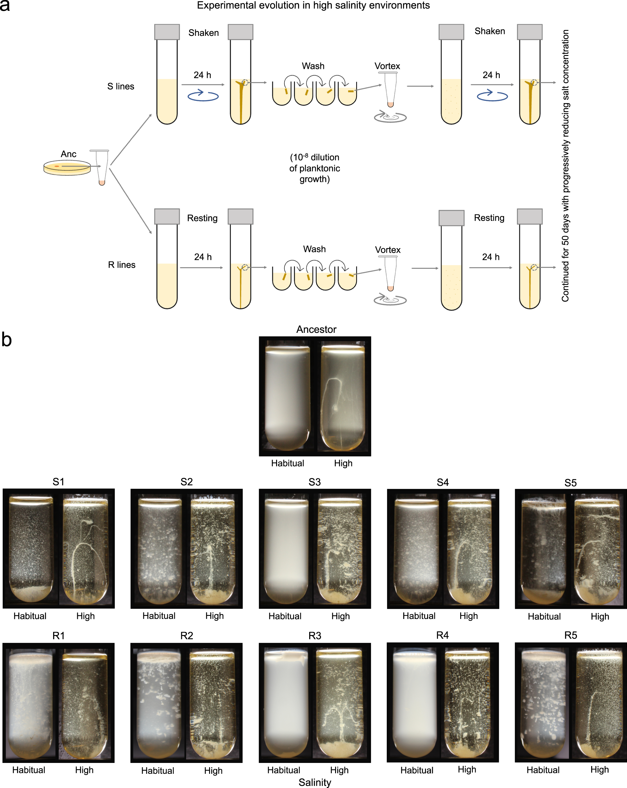 Fig. 2: Experimental evolution of macroscopic multicellularity.