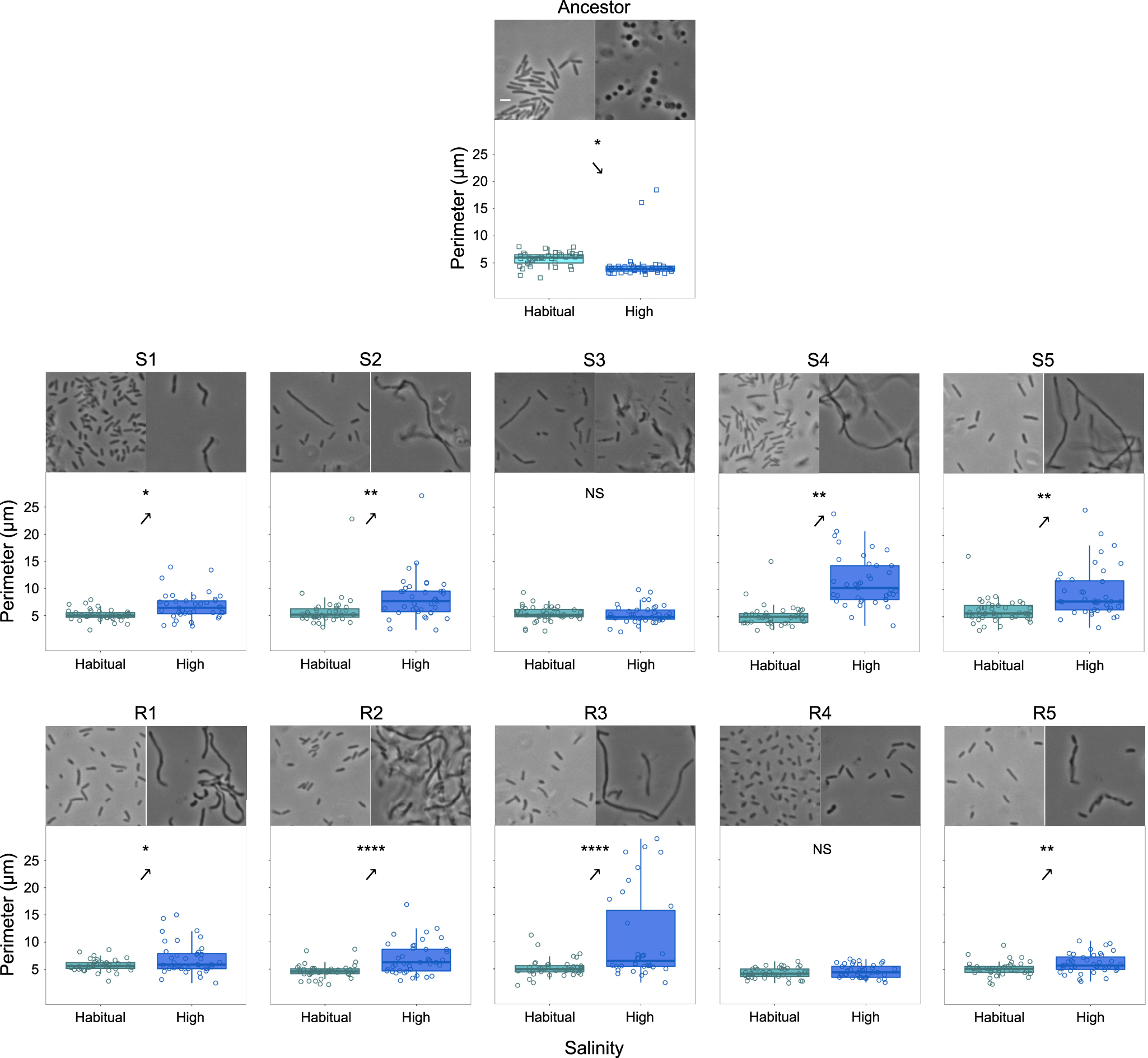 Fig. 3: The evolution of phenotypic plasticity in cellular morphology.