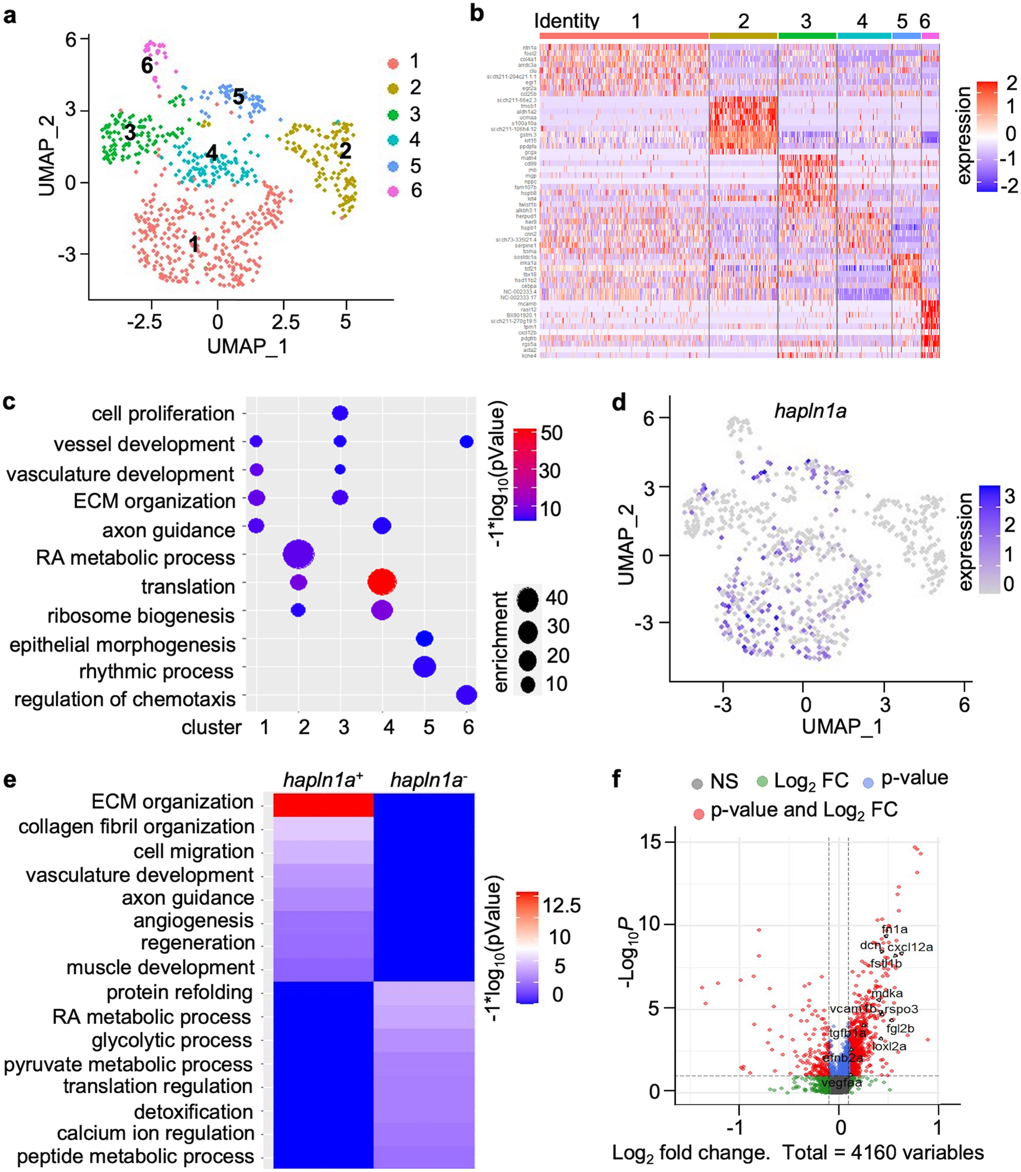 Fig. 1: Single-cell RNA-sequencing reveals hapln1a+ epicardial clusters are enriched with angiogenesis factors during coronary vascularization.