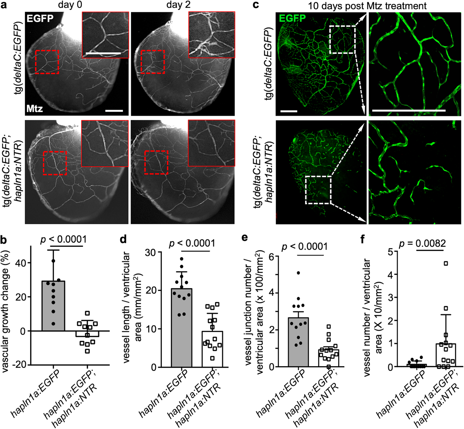 Fig. 4: hapln1a+ cell depletion resulted in defective coronary vascularization.