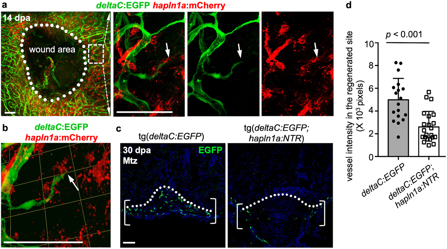Fig. 5: Coronary re-growth follows and requires hapln1a+ cell structures.