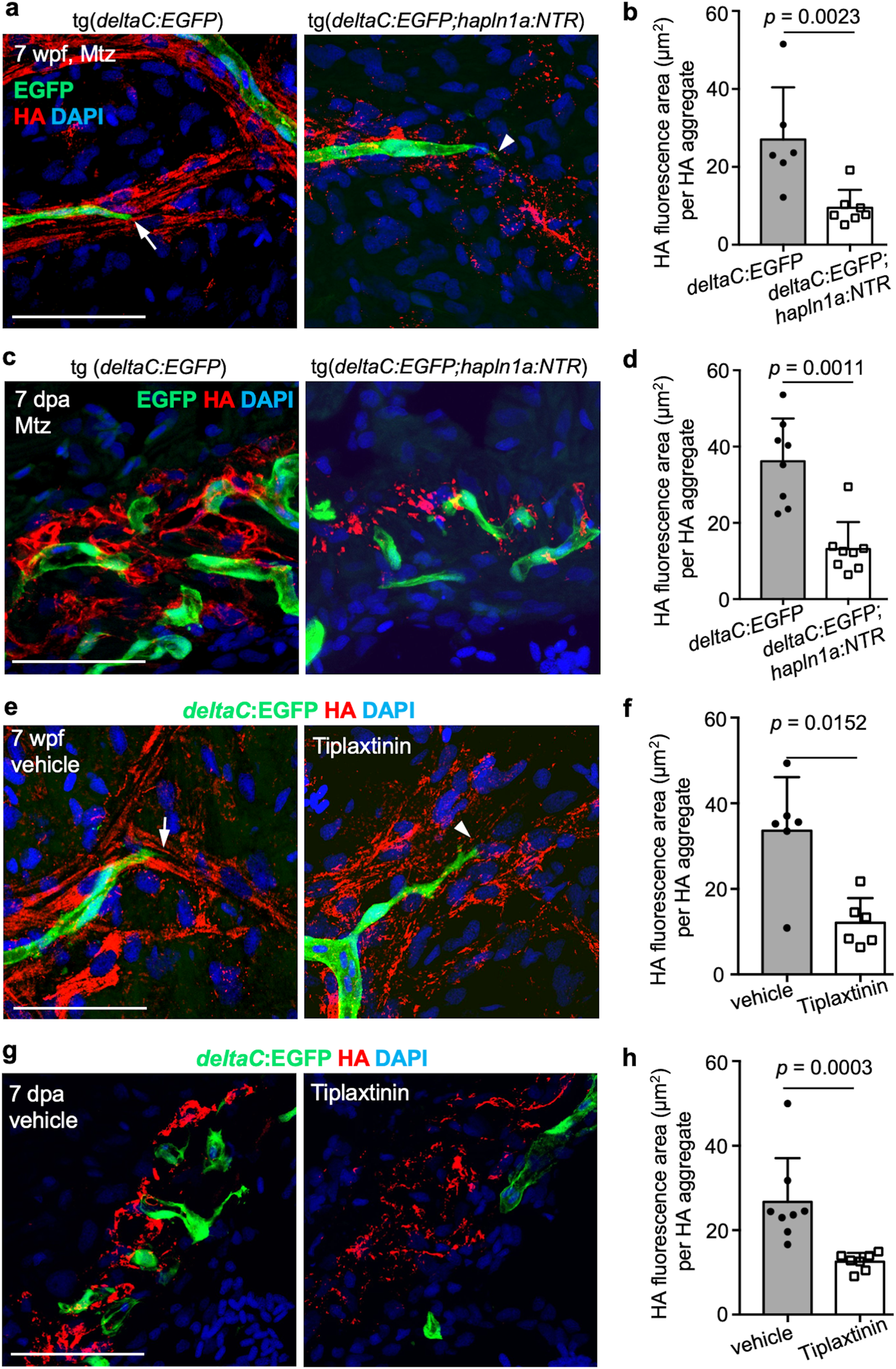 Fig. 9: Depletion of hapln1a+ cells or serpine1 pathway inactivation lead to defective hyaluronic acid (HA) deposition in the coronary growth area during morphogenesis and regeneration.