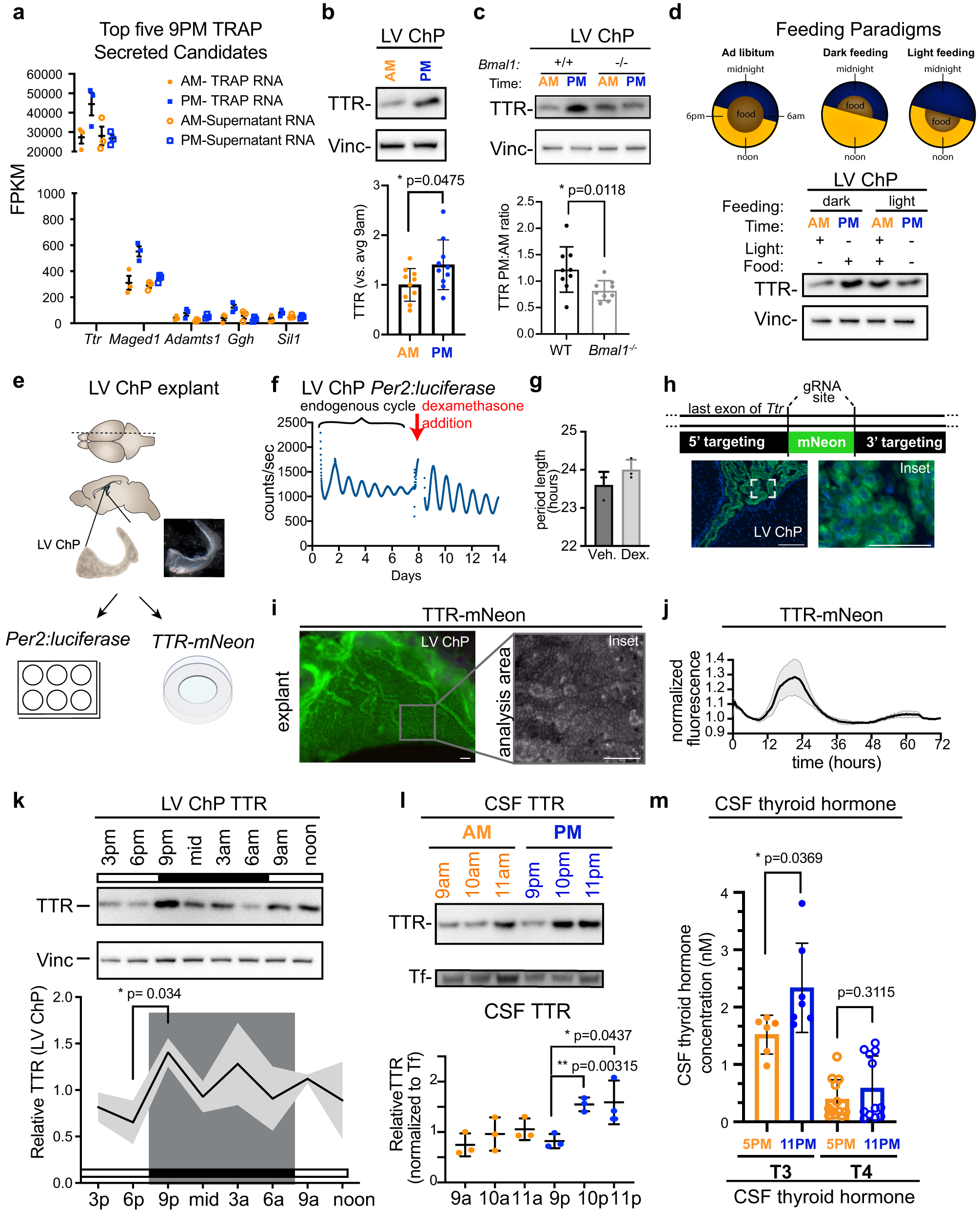 Fig. 3: Ttr is preferentially translated by the ChP during the dark phase and is dependent on feeding.