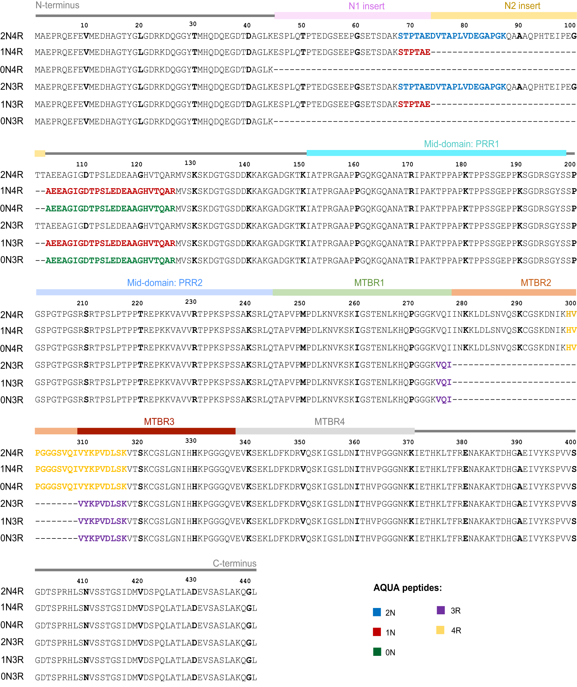 Fig. 1: Tau protein sequence and domains.