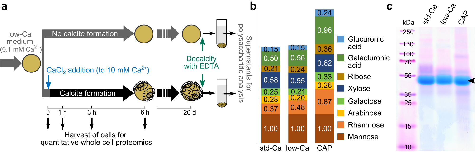 Fig. 3: CAP biosynthesis is maintained during low calcium growth.