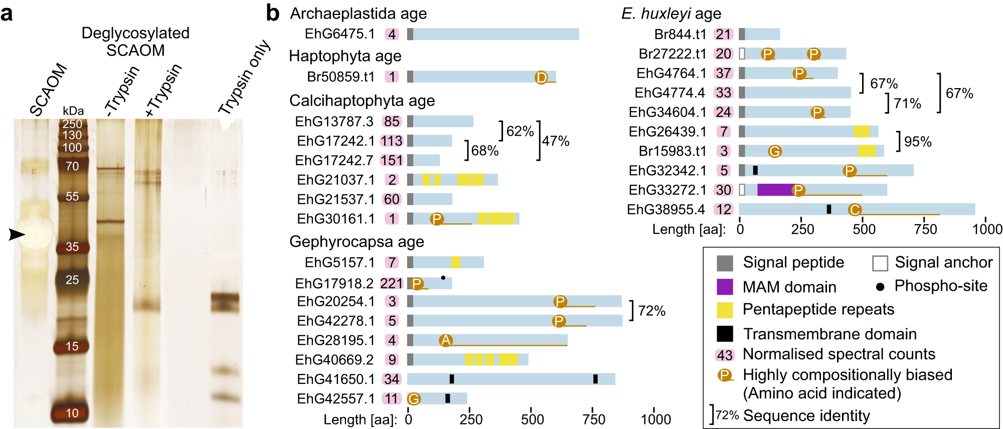 Fig. 4: Identification of coccolith proteins.