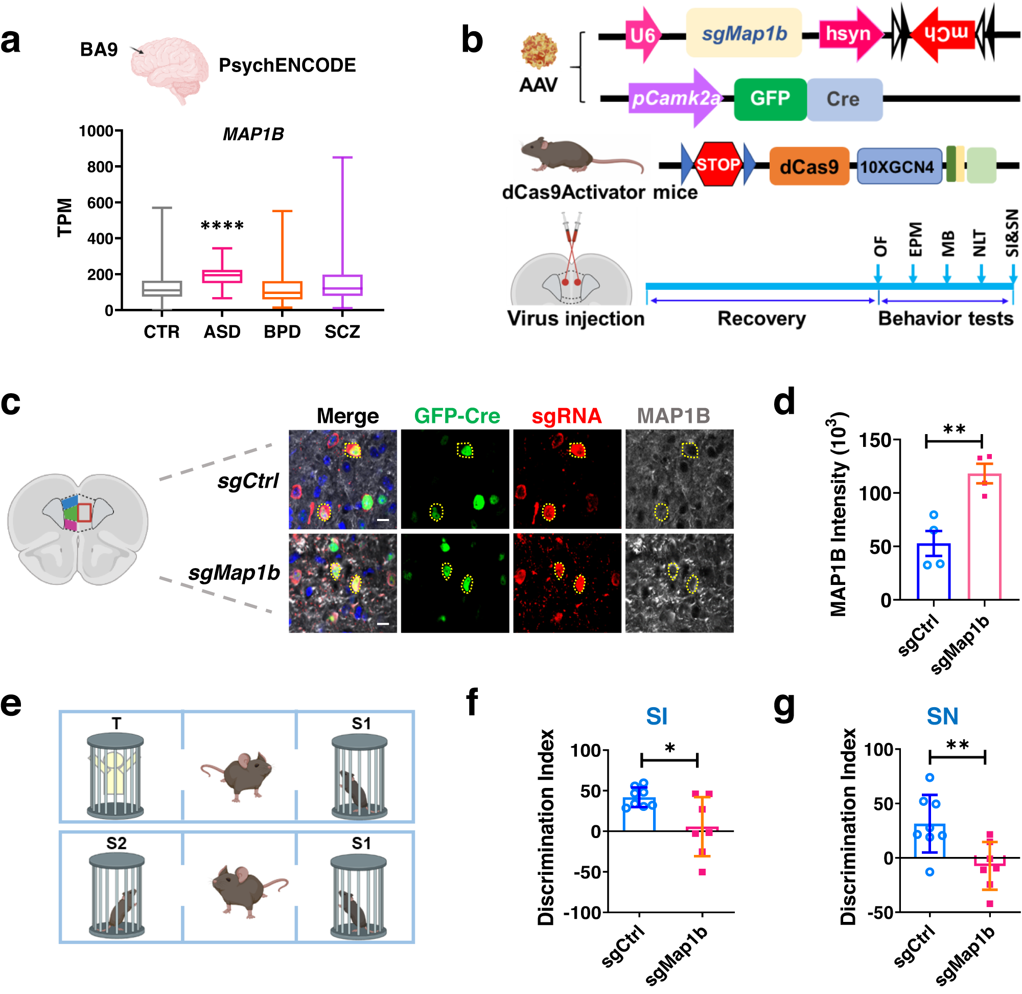 Fig. 3: Elevated MAP1B level leads to autism-like behaviors.