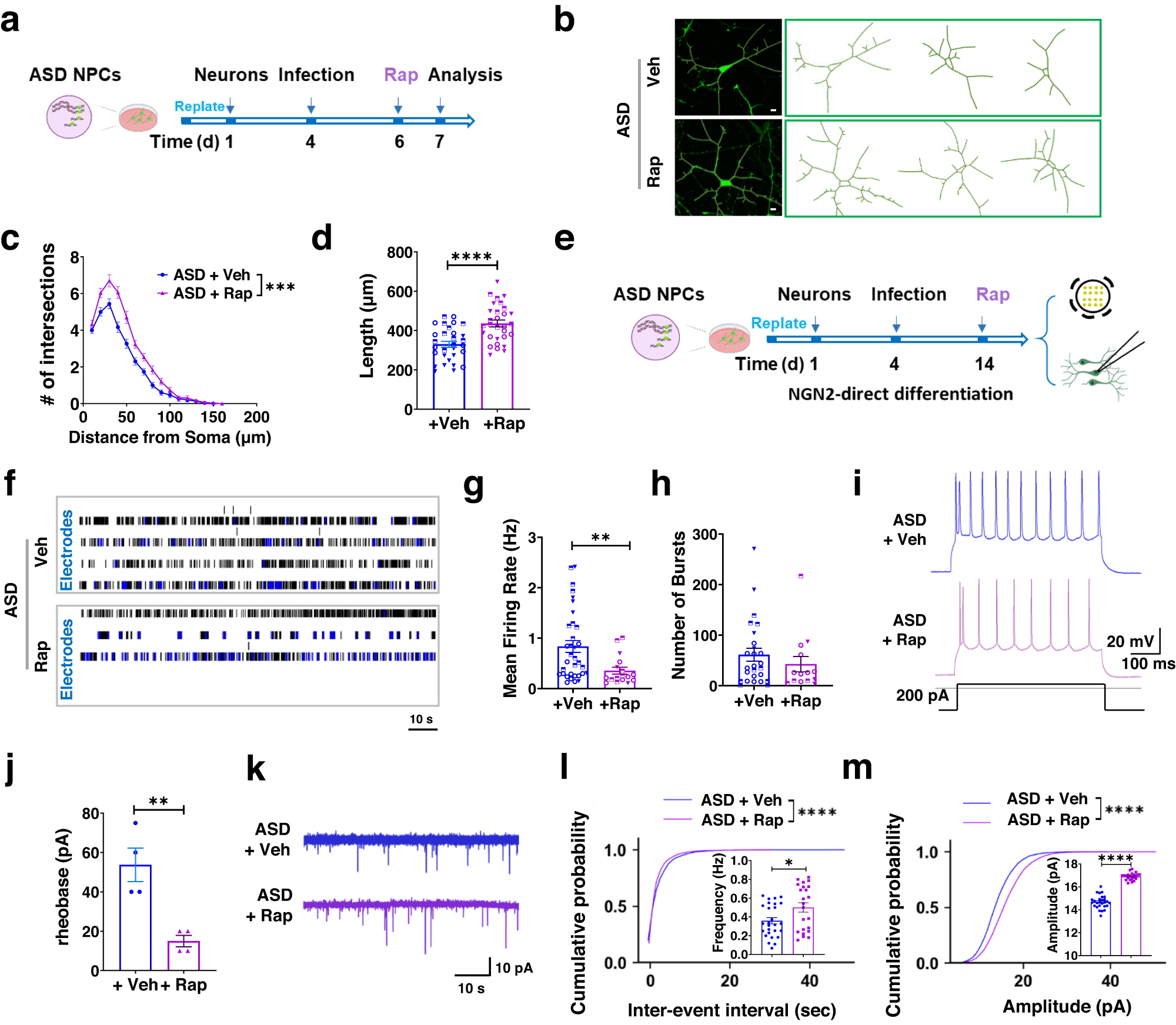 Fig. 7: Activation of autophagy rescues MAP1B-EE-induced neuronal deficits in human neurons.