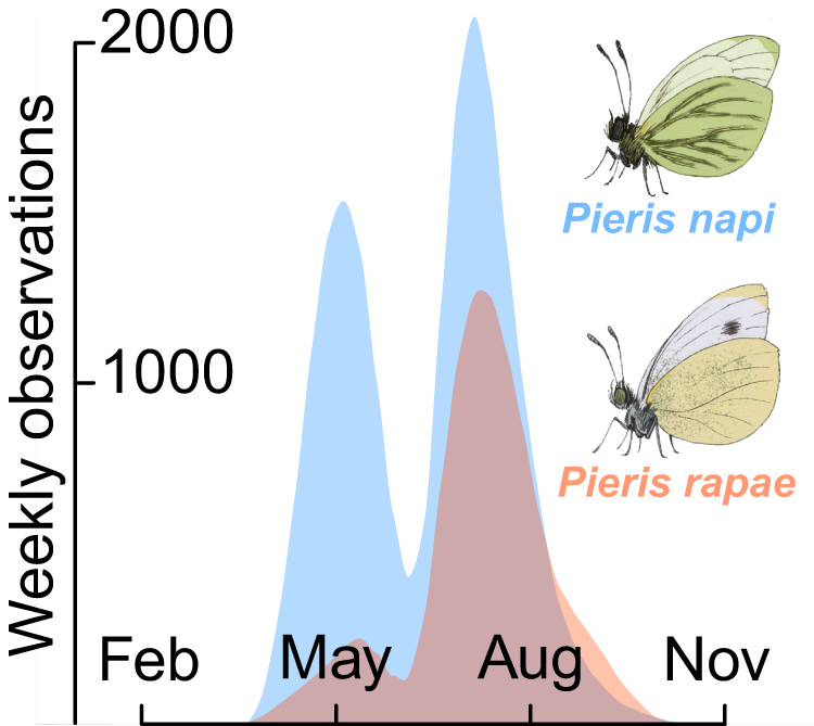 Seasonal specialization drives divergent population dynamics in