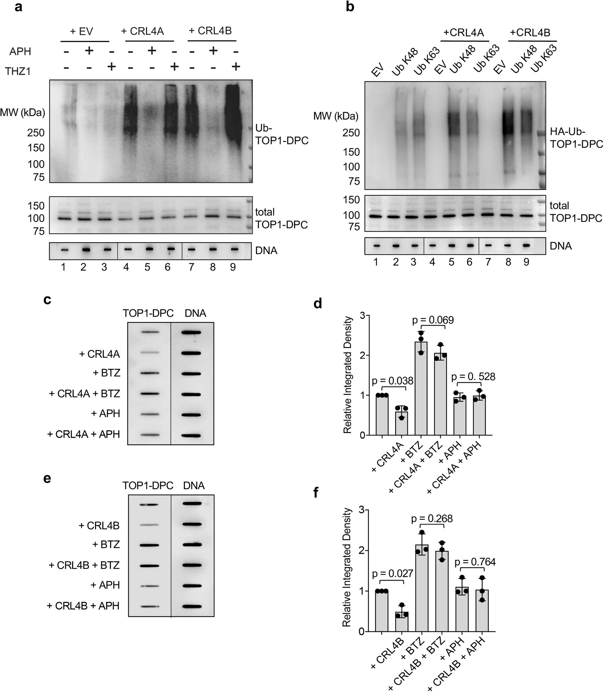 Fig. 5: CRL4 ubiquitylates TOP1-DPCs for proteasomal degradation in a replication-dependent manner.