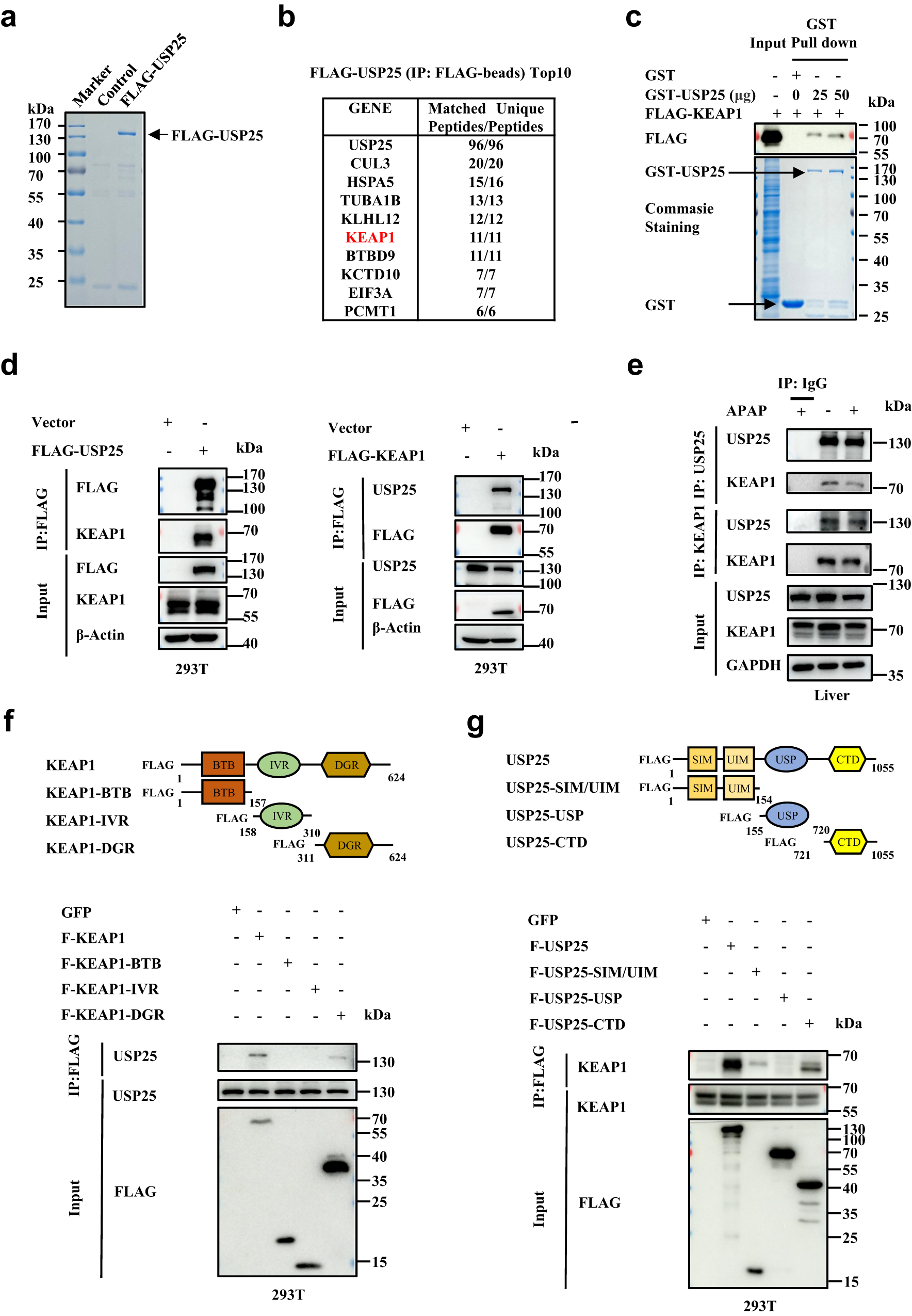 Fig. 3: USP25 interacts with  KEAP1.