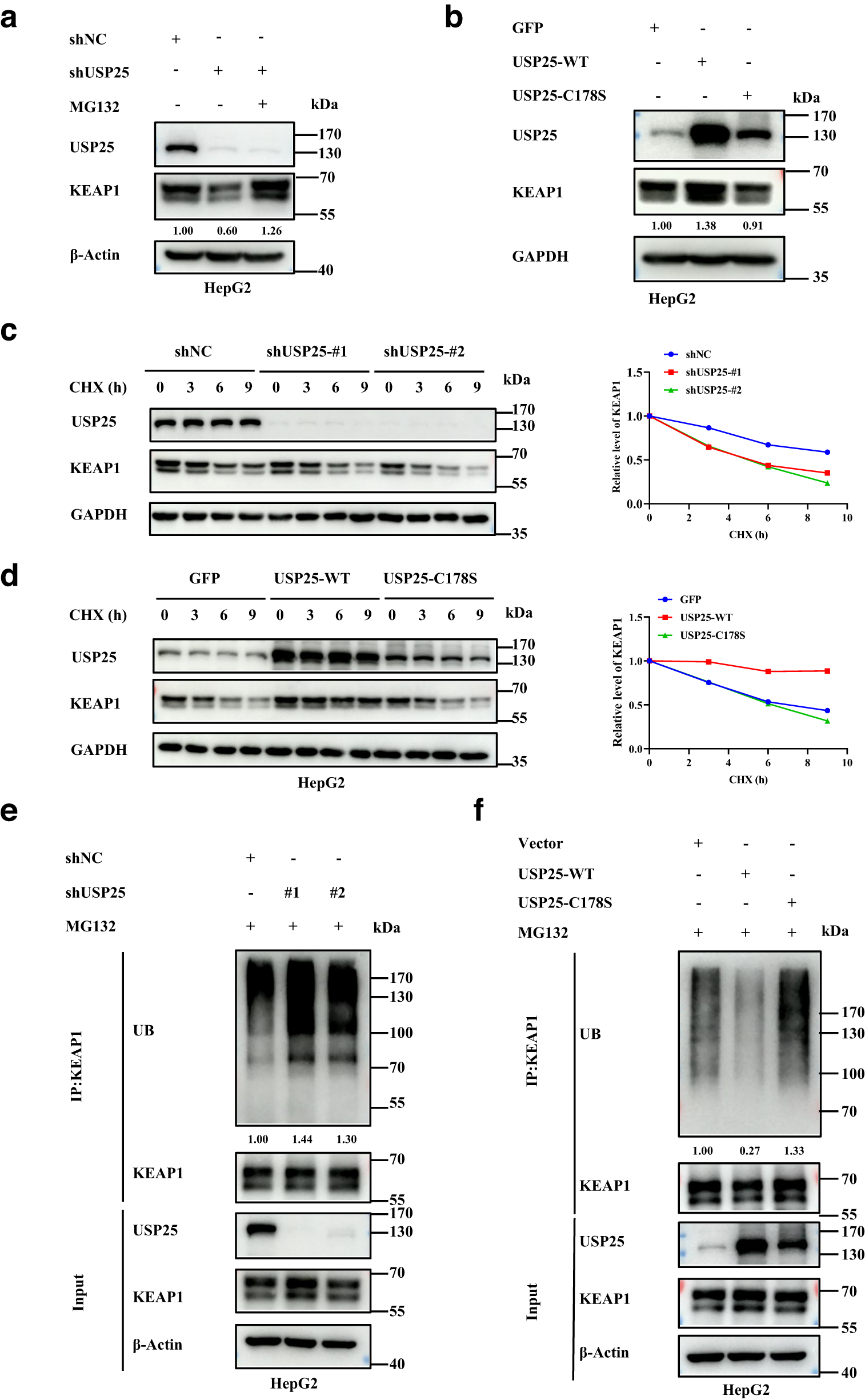 Fig. 4: USP25 maintains the stability of KEAP1.