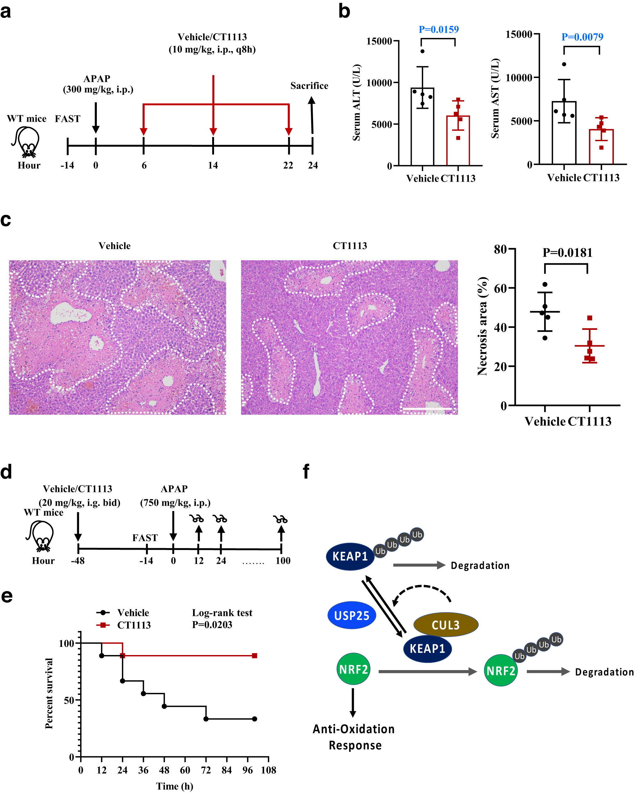 Fig. 7: Alleviating APAP-induced injury and mortality by inhibiting USP25.