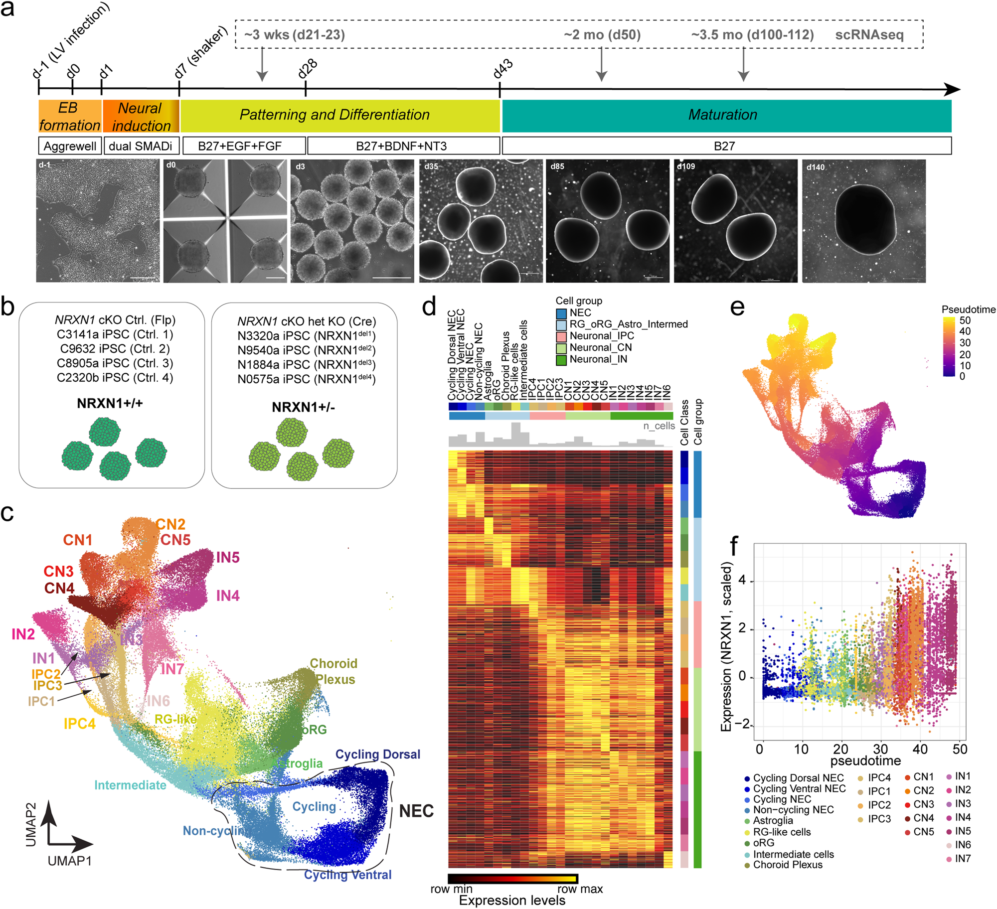 Addgene: pAAV-CAG-SomaGCaMP6f2