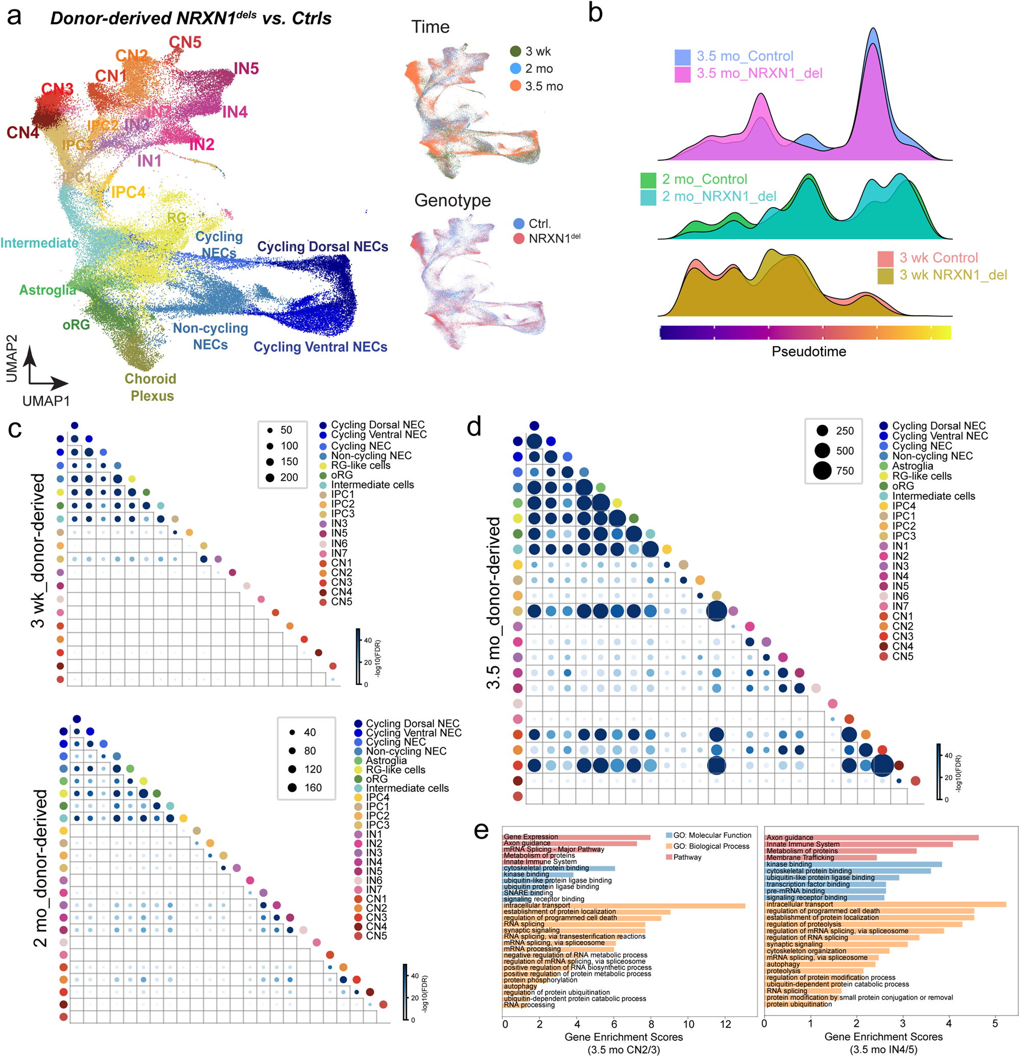 Fig. 3: Perturbation effects of SCZ associated NRXN1 deletions across development.