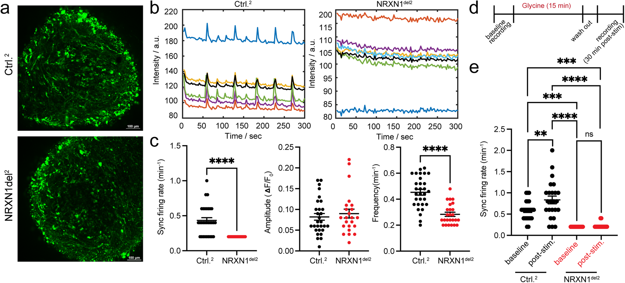 Fig. 5: Impaired neuronal network activities in brain organoids carrying NRXN1 deletion.