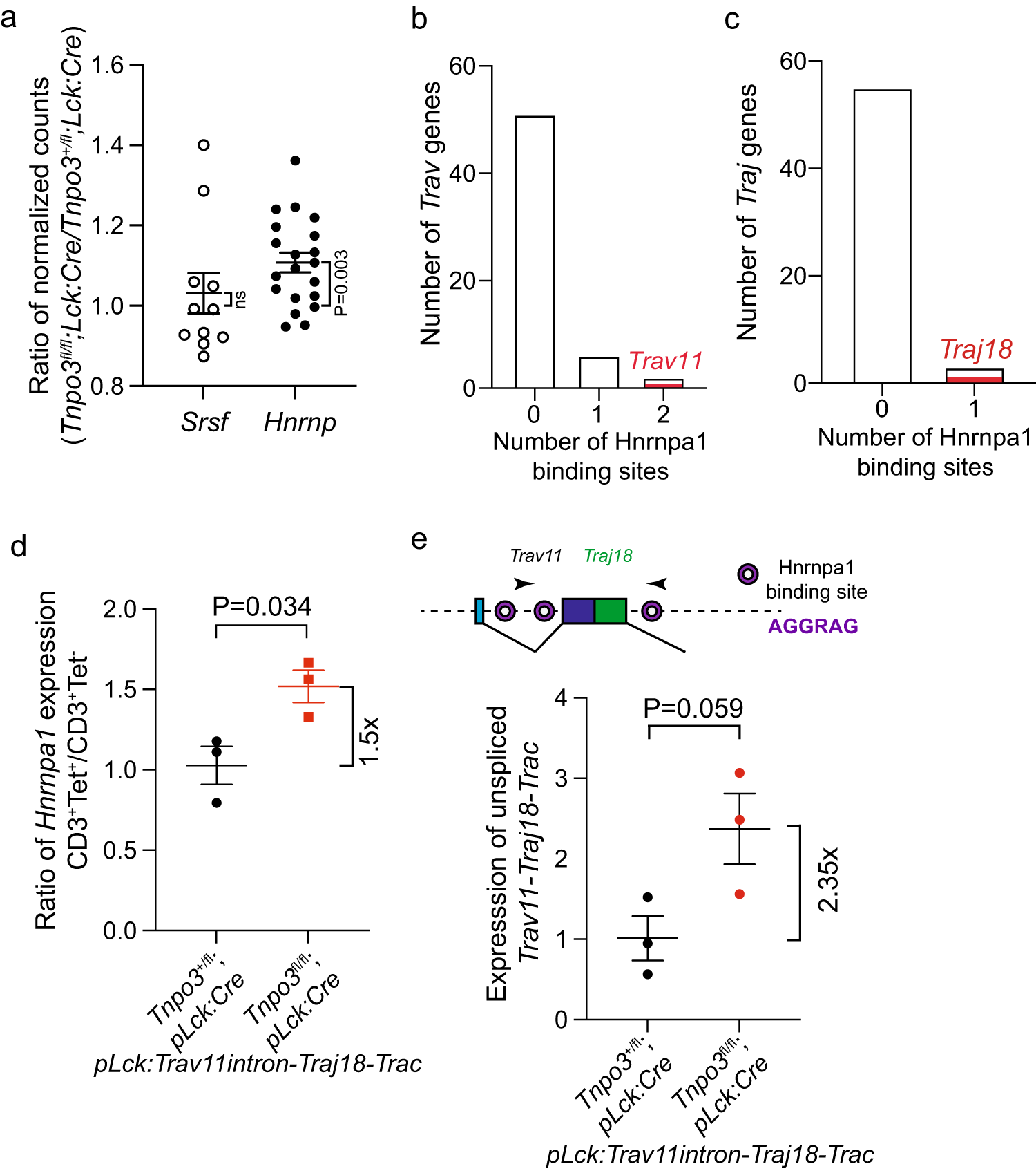 Fig. 6: Mechanism of impaired splicing of Trav11-Traj18-Trac transcripts in Tnpo3-deficient thymocytes.